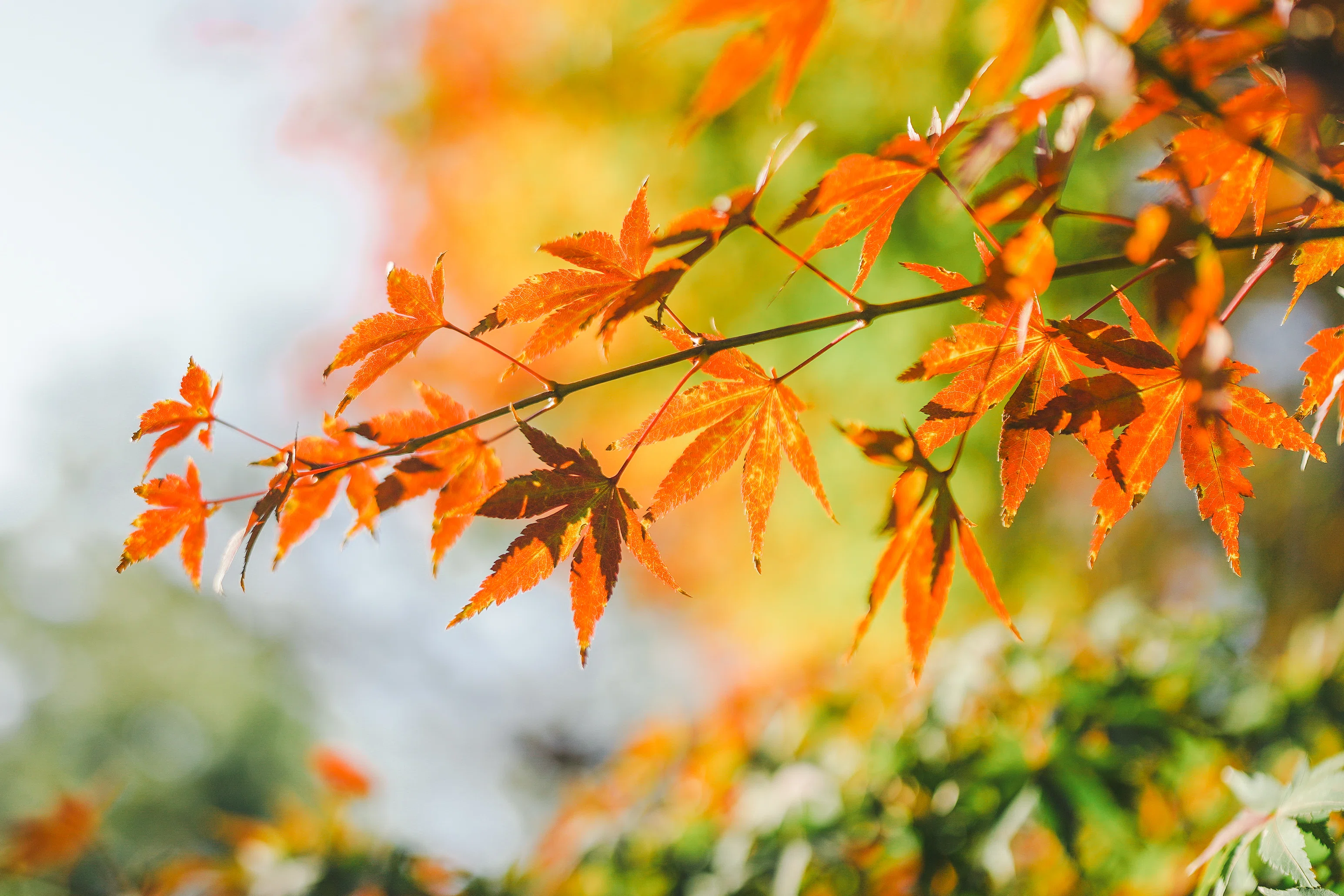 紅葉、スイーツ、古民家、そしてサウナ。大好きなものを詰め込んだ金沢