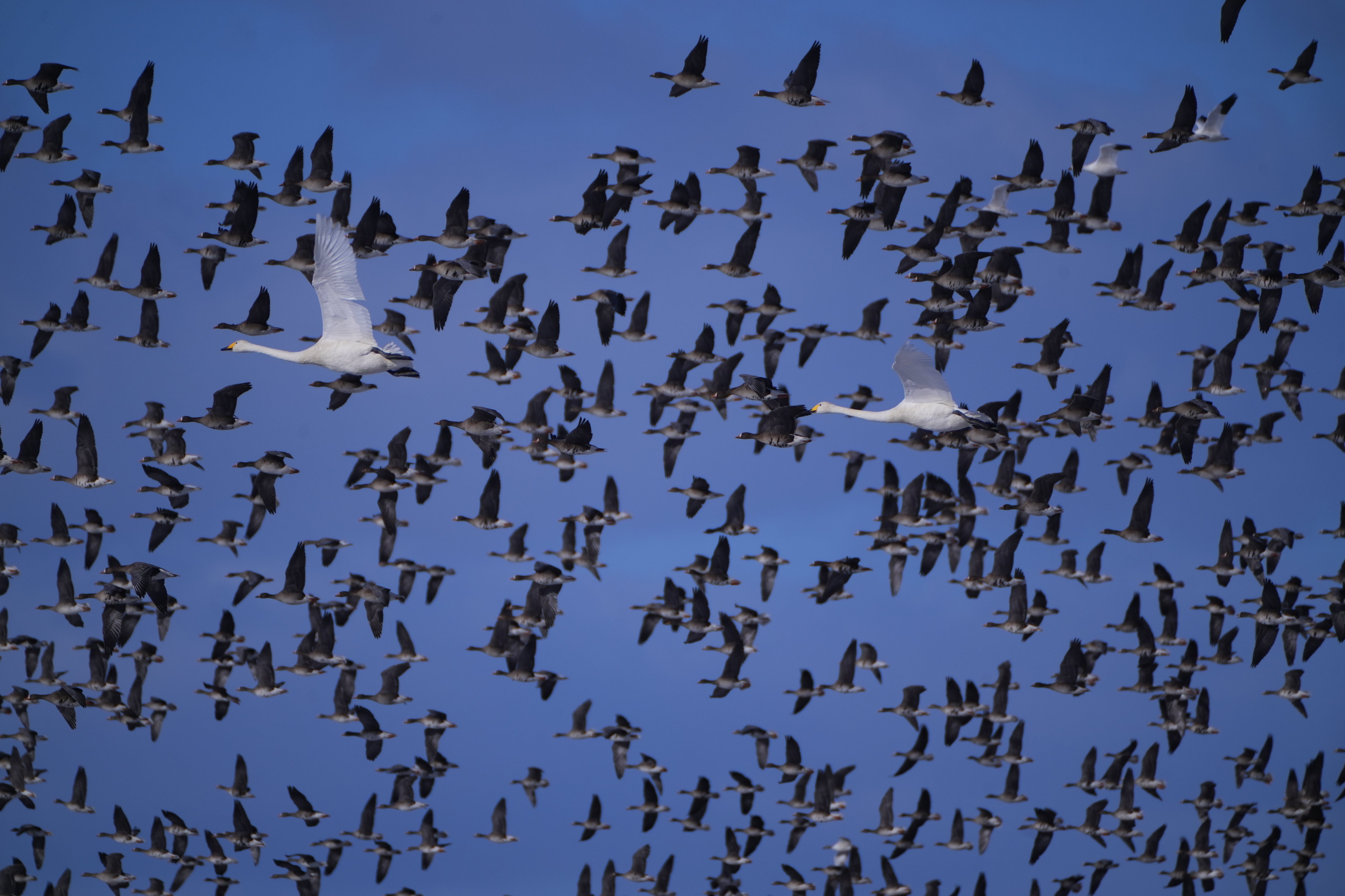 大白鳥キター8（長沼町）｜nihei213