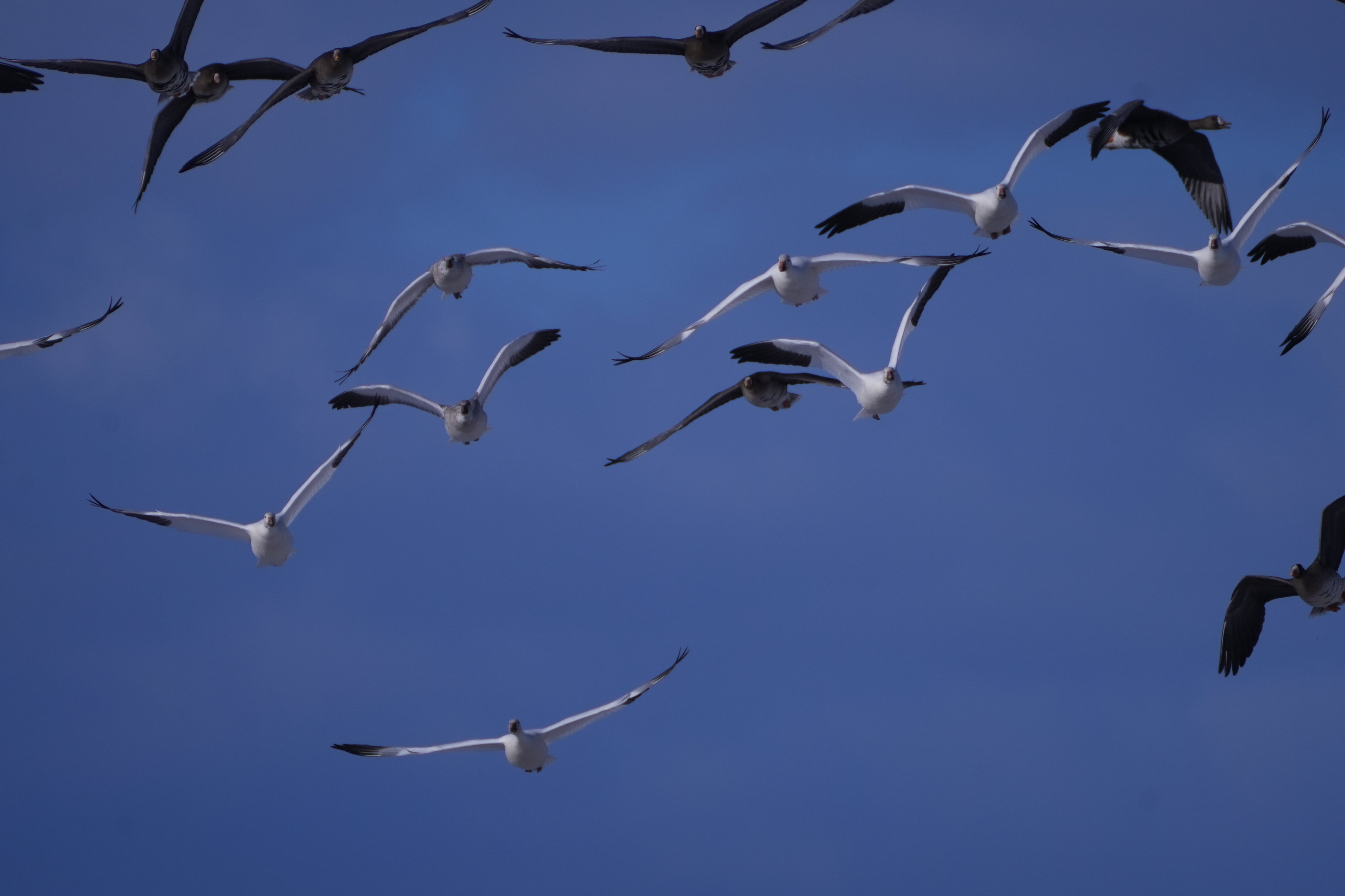 大白鳥キター8（長沼町）｜nihei213