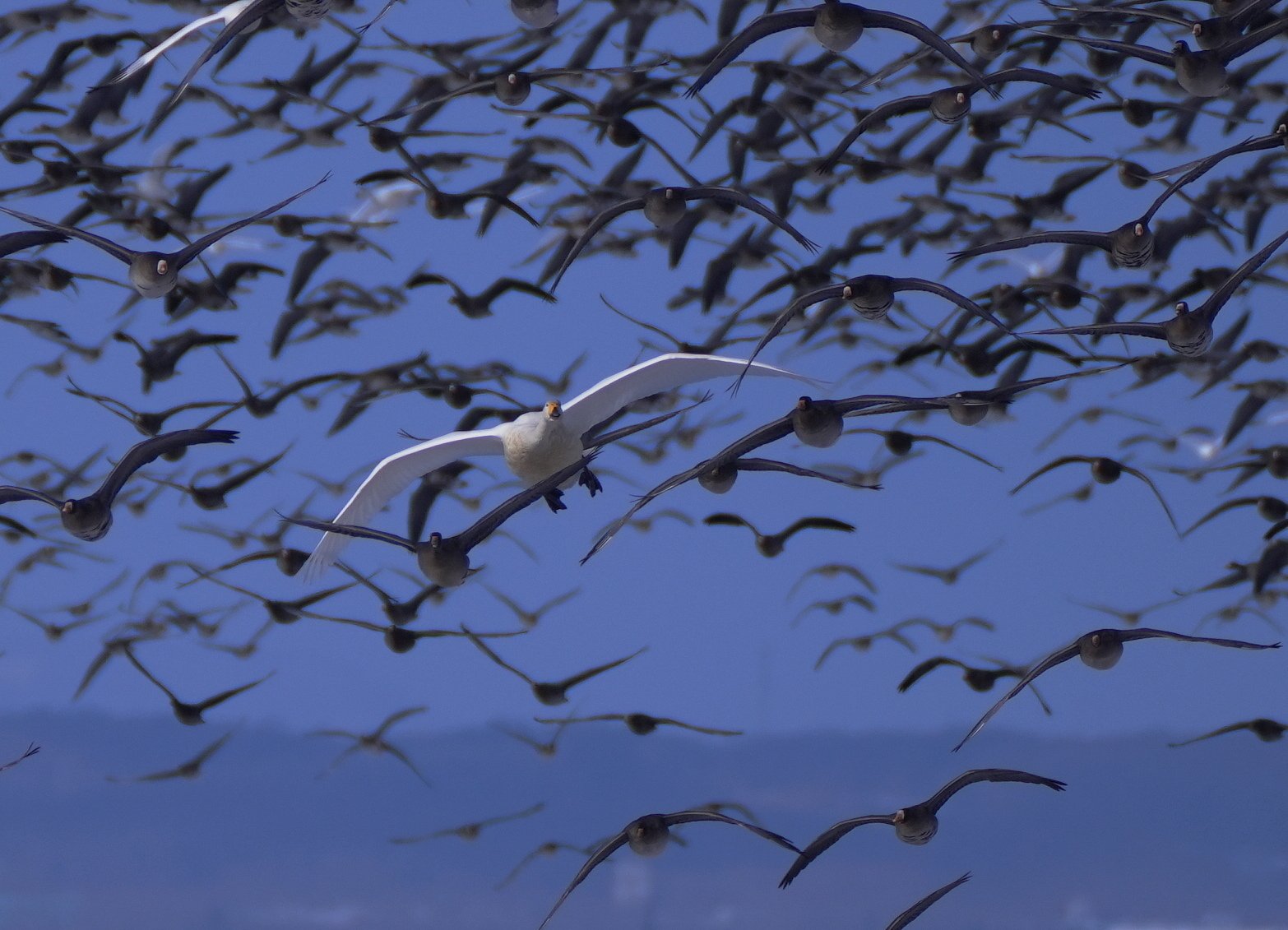 大白鳥キター8（長沼町）｜nihei213