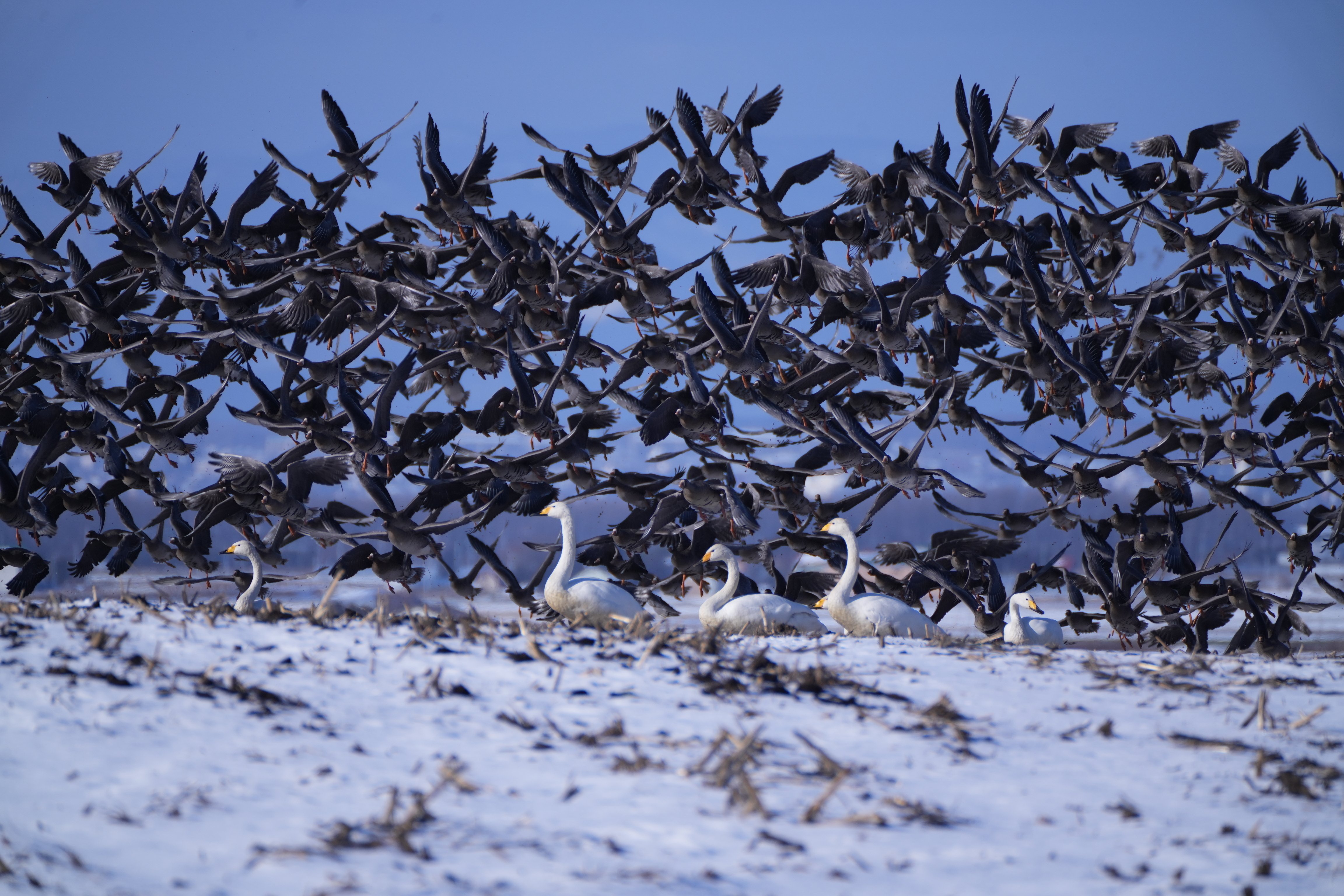 大白鳥キター8（長沼町）｜nihei213
