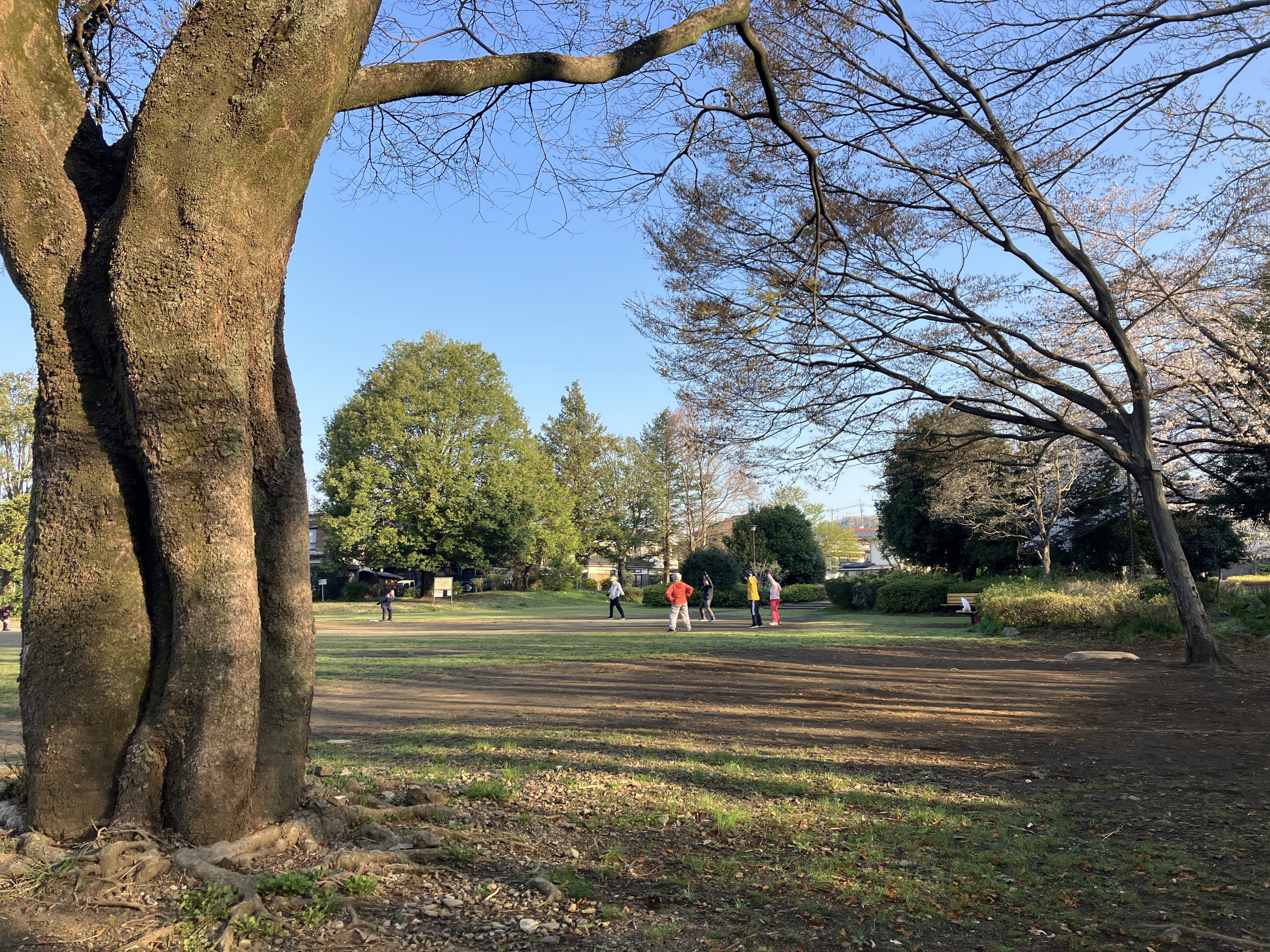 川口川桜並木～今熊神社～多摩川中央公園～狭山公園～清瀬金山緑地公園