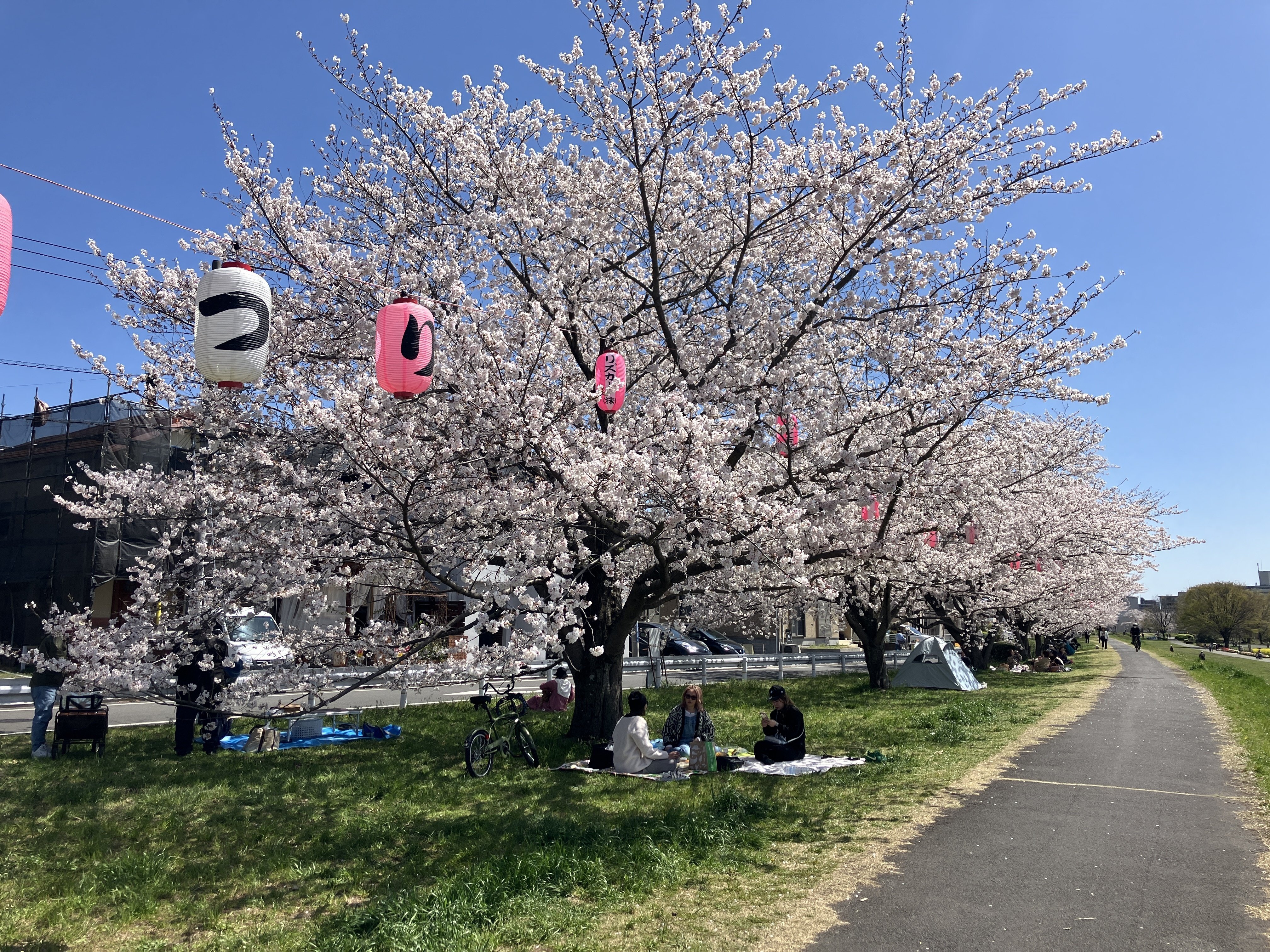 川口川桜並木～今熊神社～多摩川中央公園～狭山公園～清瀬金山緑地公園