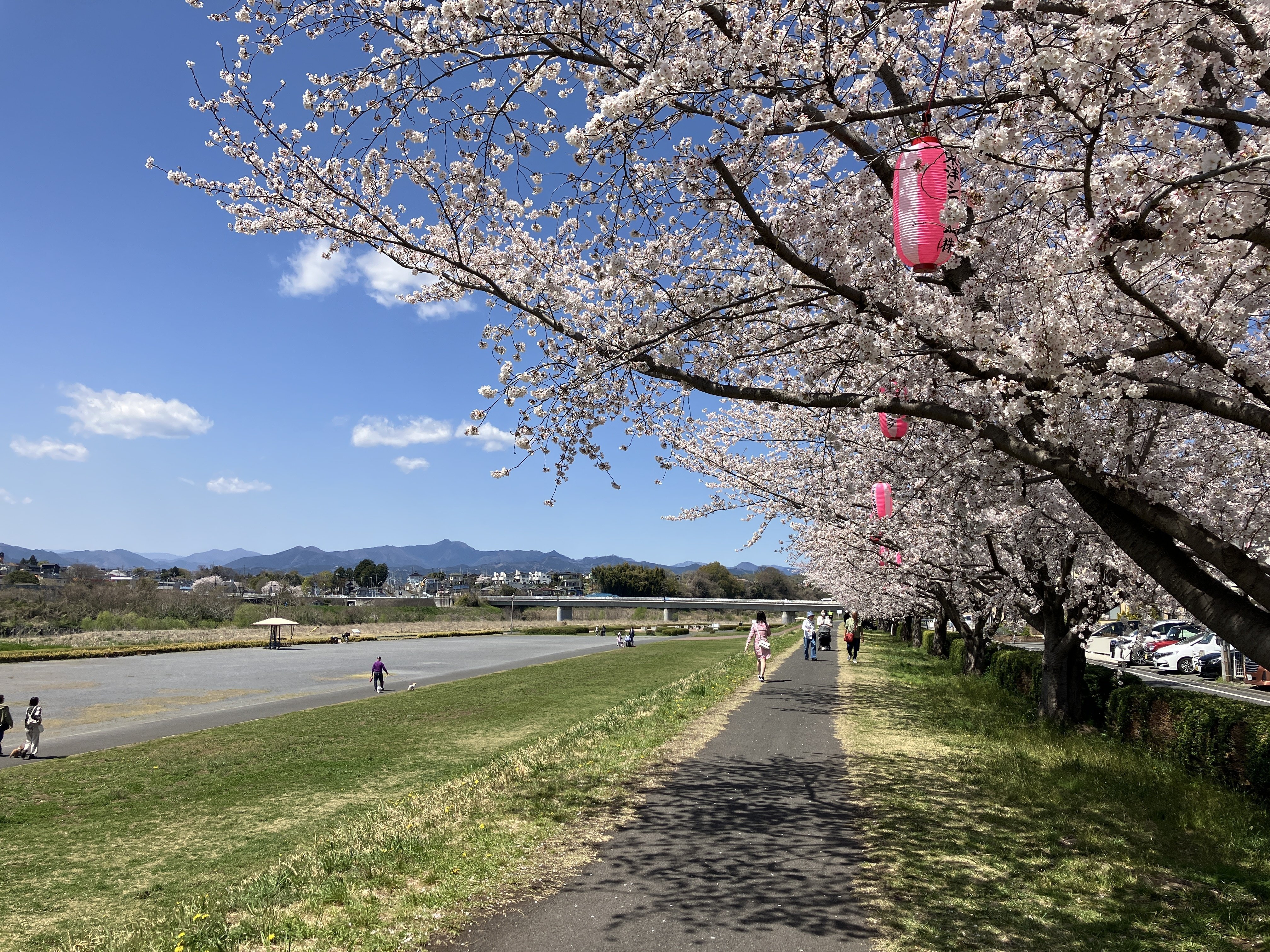川口川桜並木～今熊神社～多摩川中央公園～狭山公園～清瀬金山緑地公園