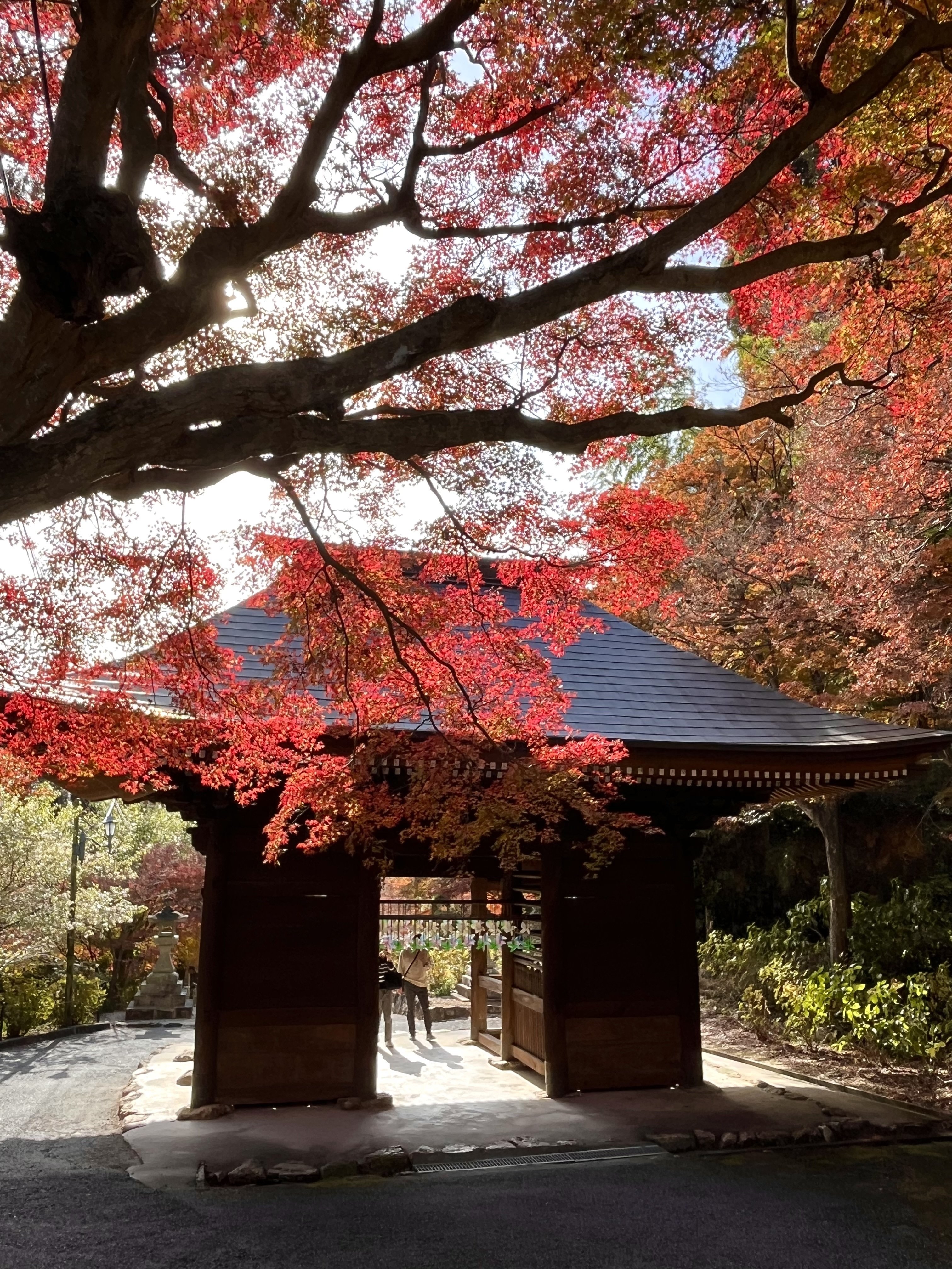守みどり、「伽羅色に染めて」、希少な画集より、 新品高級額装付、状態良好 紅葉狩り｜Momo Quimidori