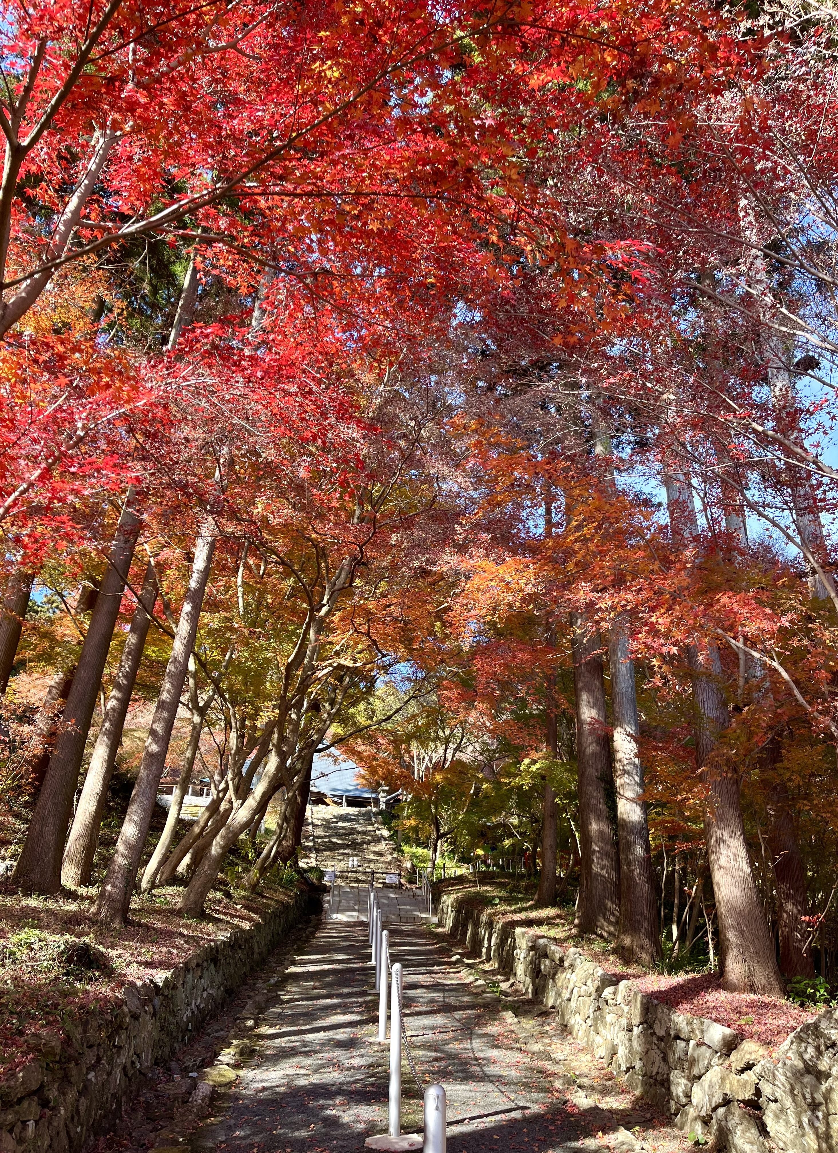 紅葉狩り｜Momo Quimidori