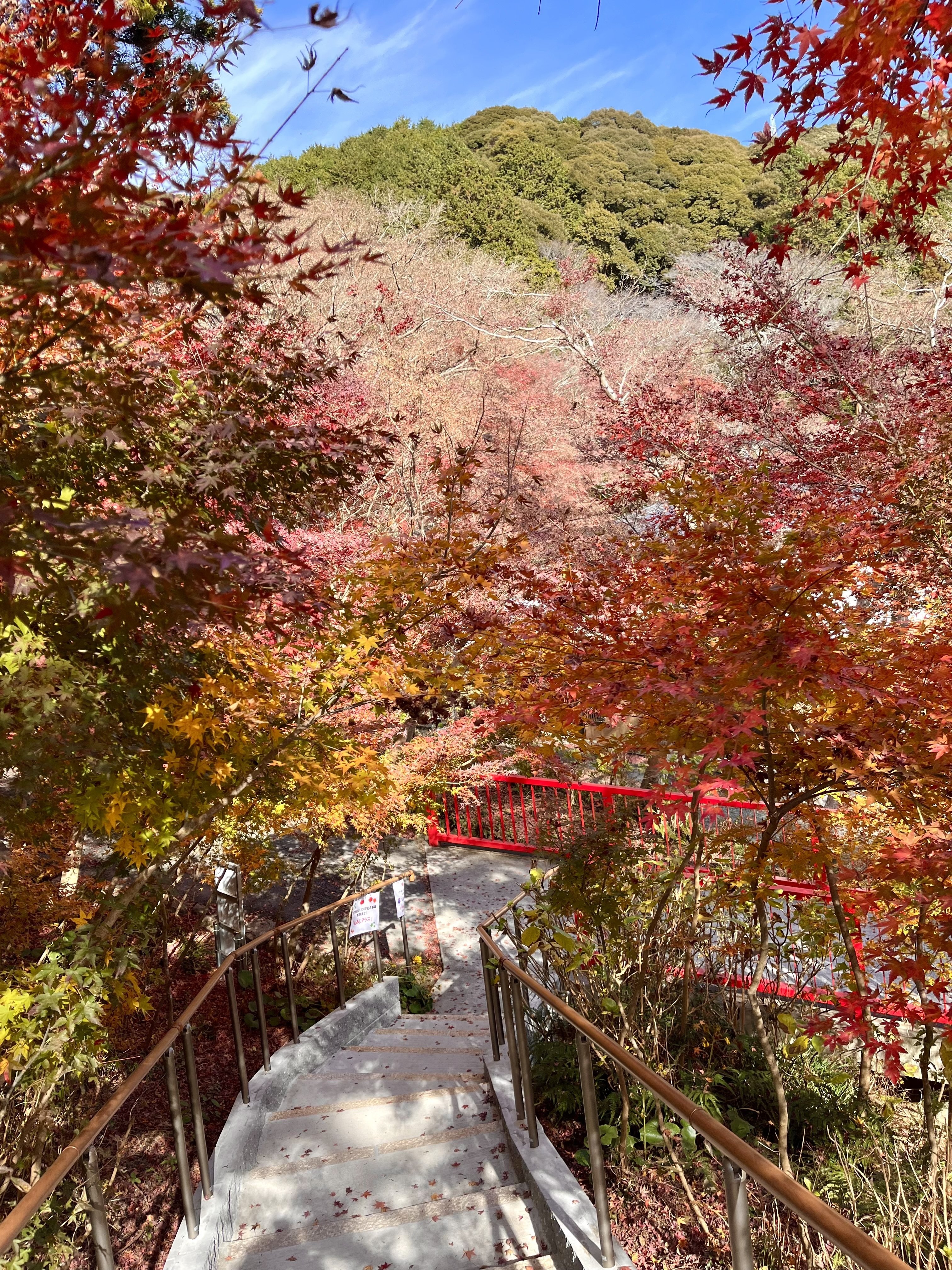 守みどり、「伽羅色に染めて」、希少な画集より、 新品高級額装付、状態良好 紅葉狩り｜Momo Quimidori