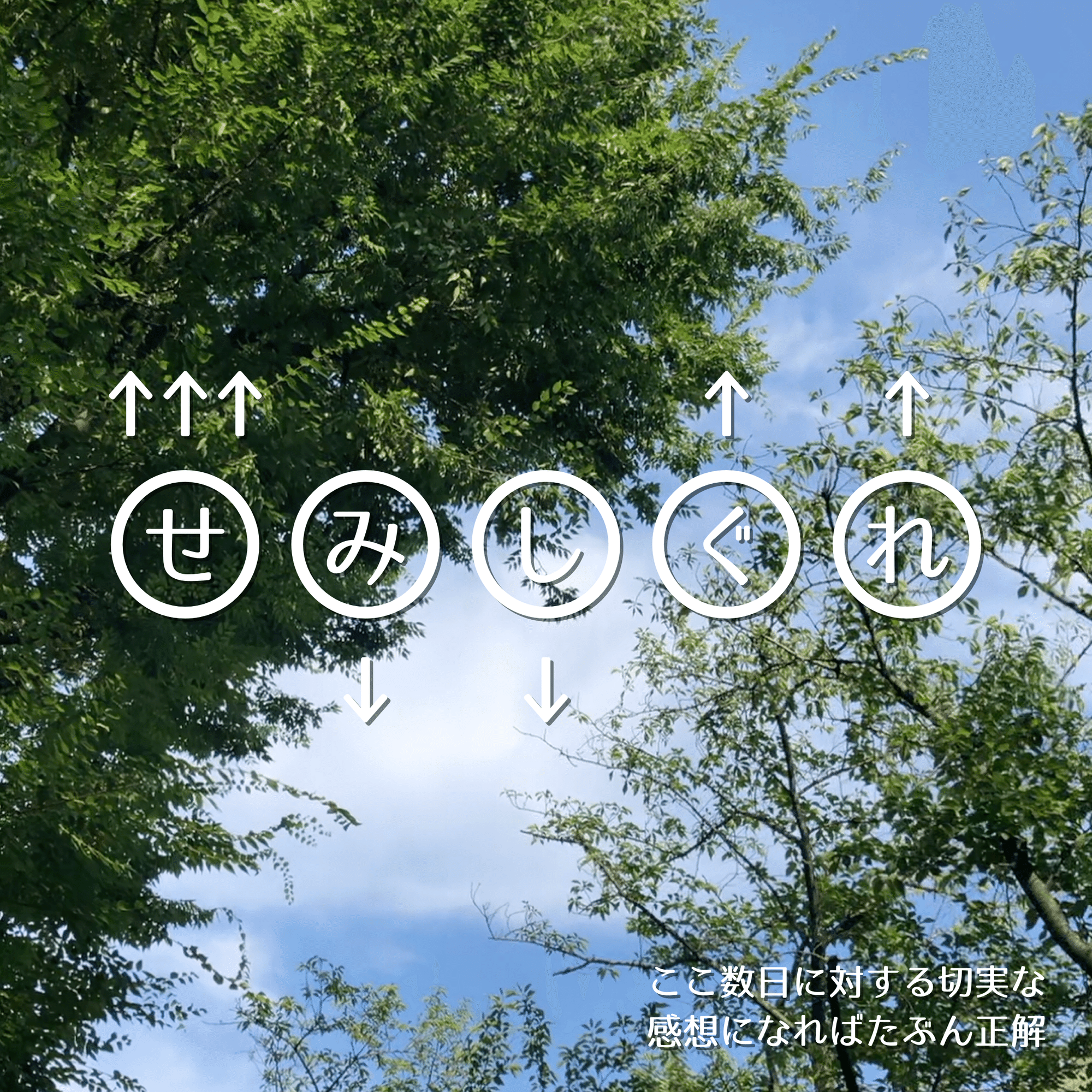 芹沢謎【1202】｜芹沢仁菜