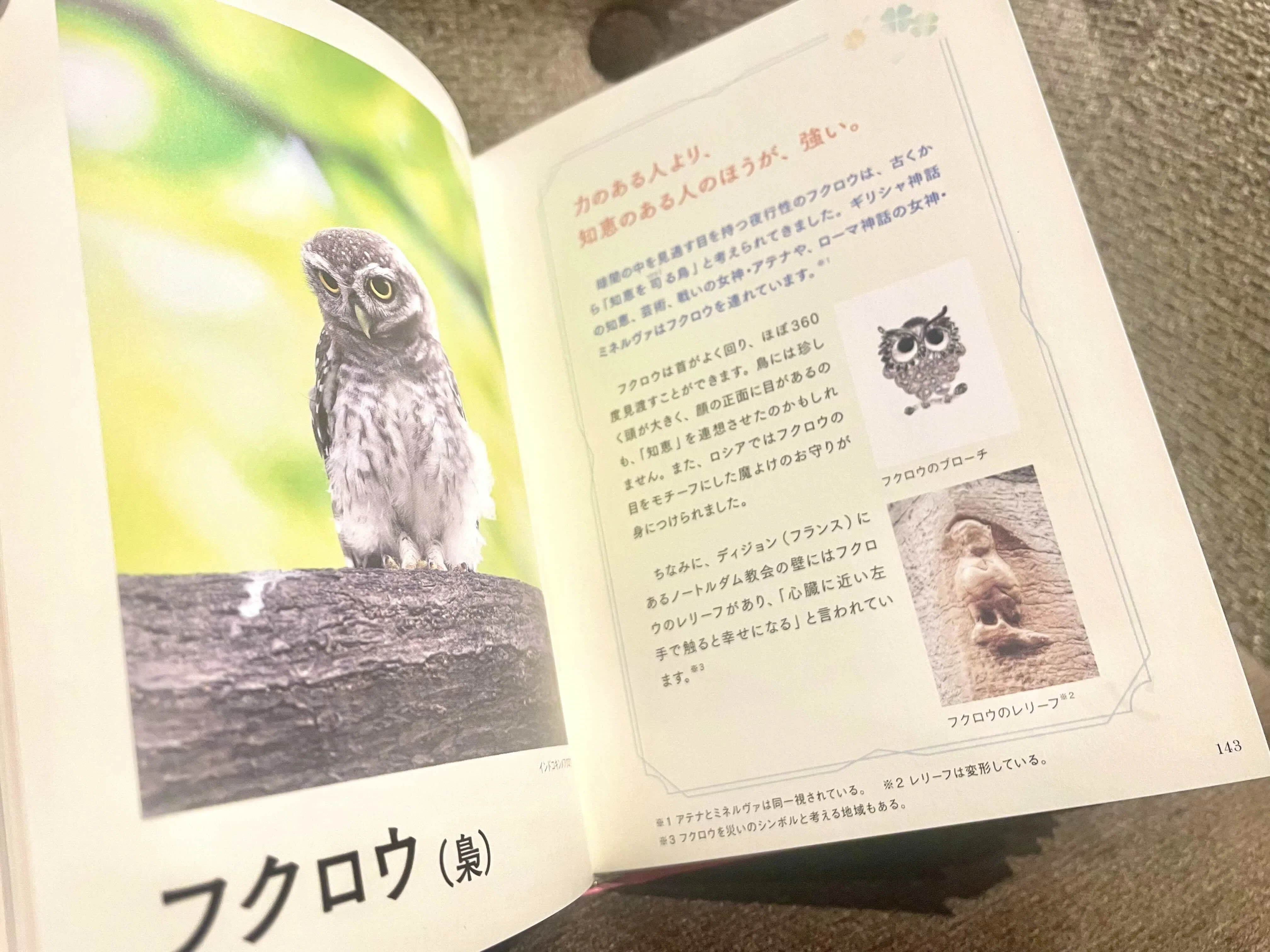 幸運を呼ぶ図鑑』の裏側（1）｜ペズル
