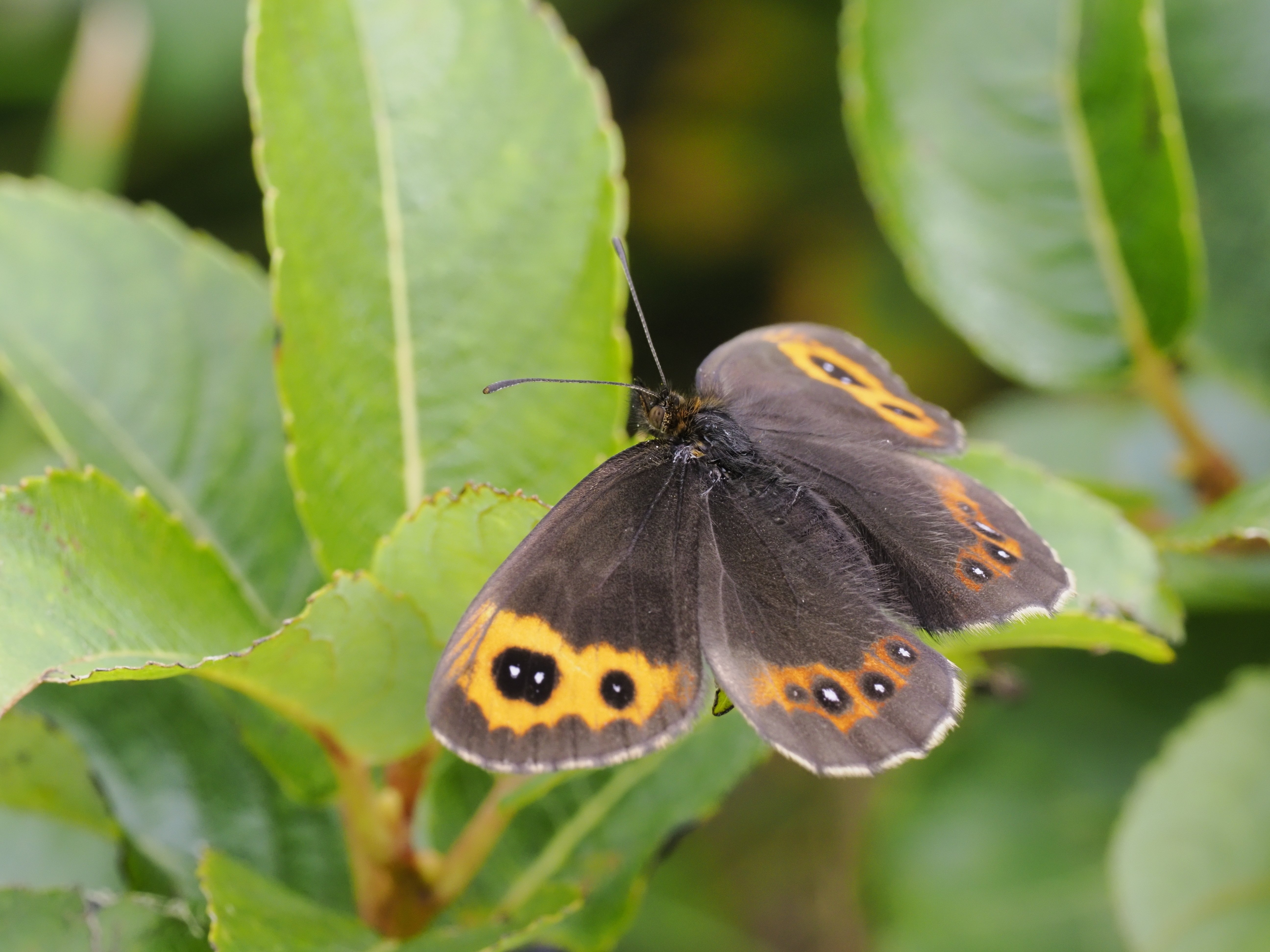 峻嶺に舞う高山蝶」フォトエッセイ・里山スケッチ（岩手日日新聞 2022