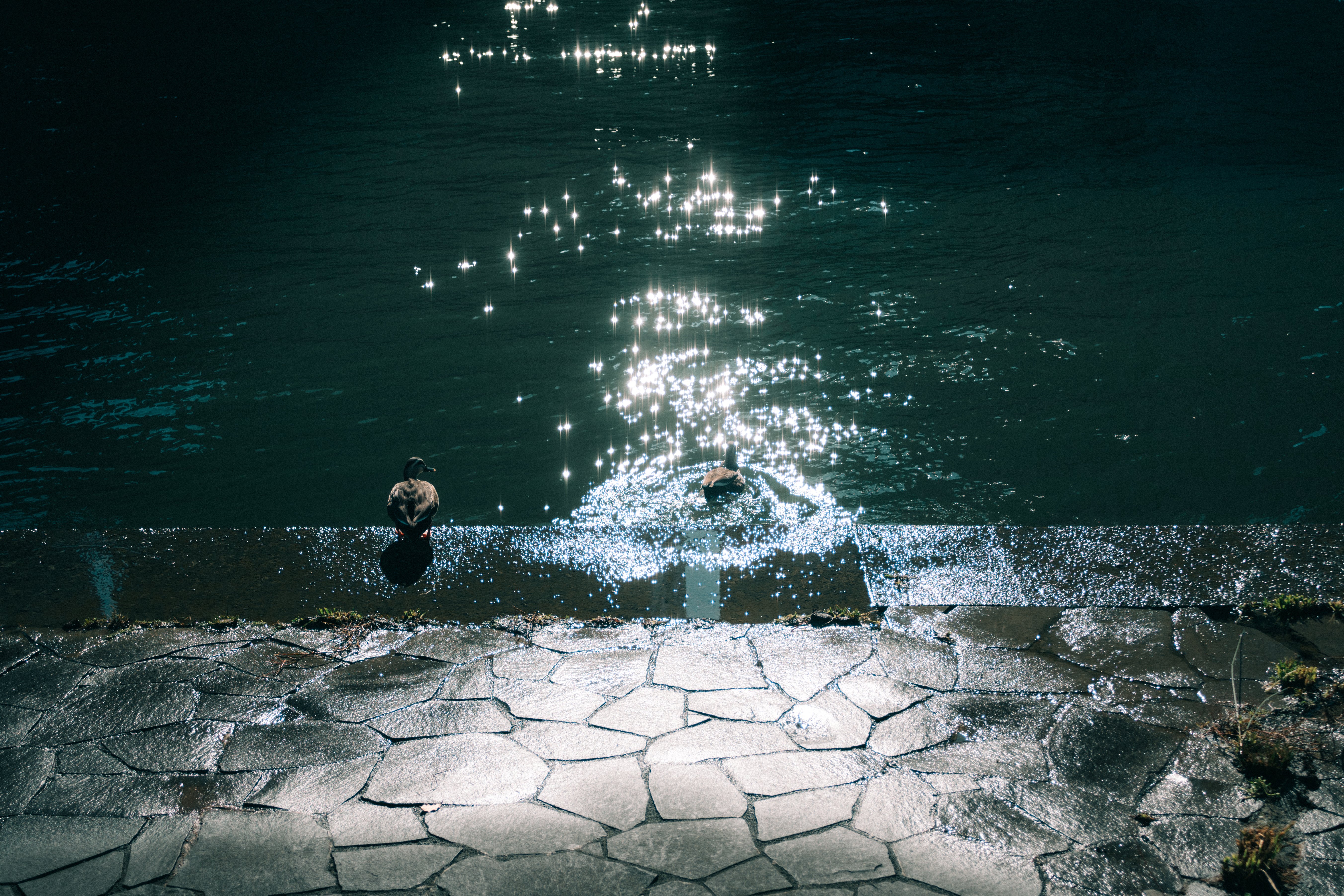 写真が撮れなきゃカメラじゃない！ たまに夢の中でも写真撮ってる｜N/A