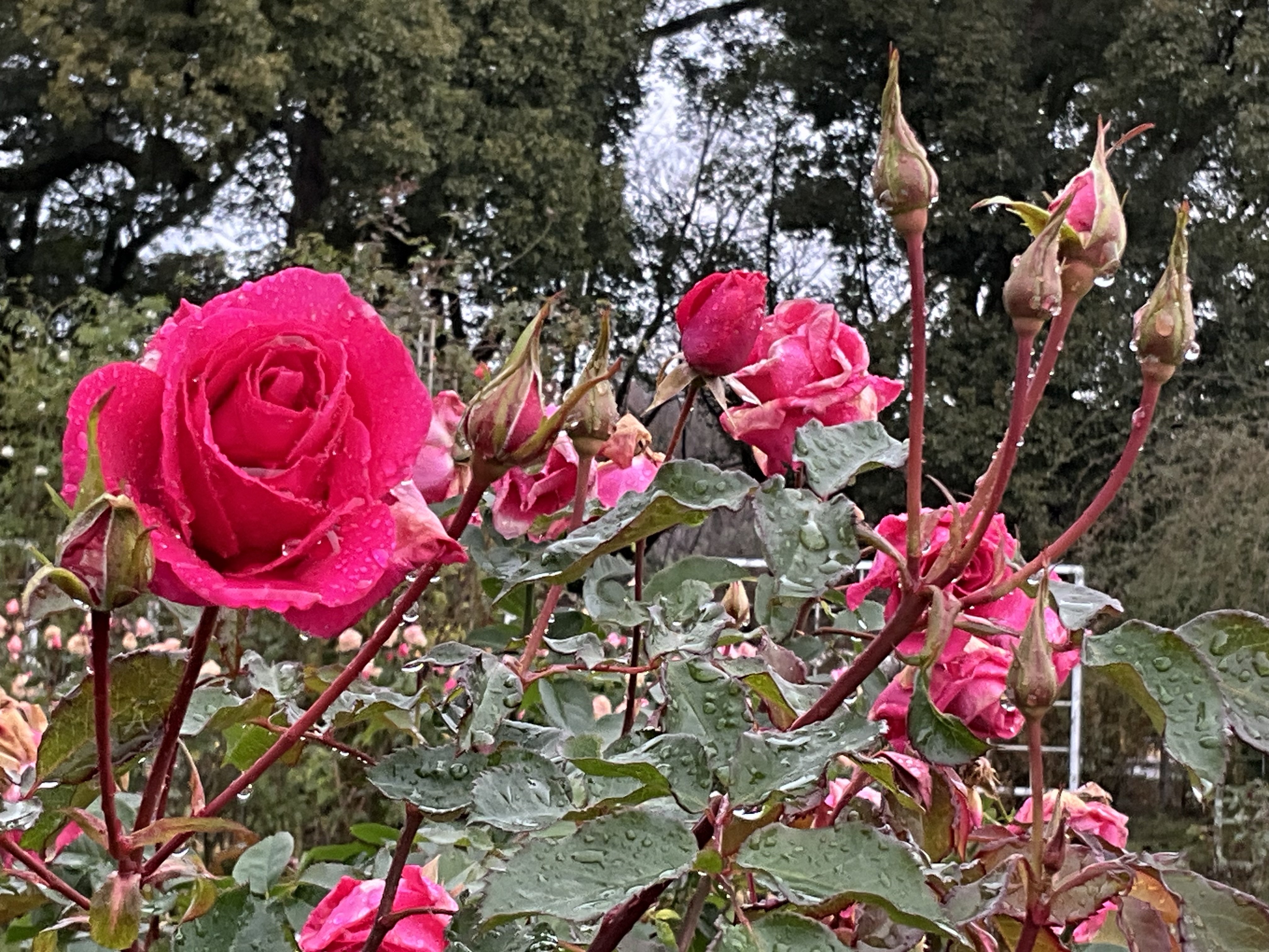 12月14日の錦絵など（京都府立植物園ばら園）：2025年12月14日（日