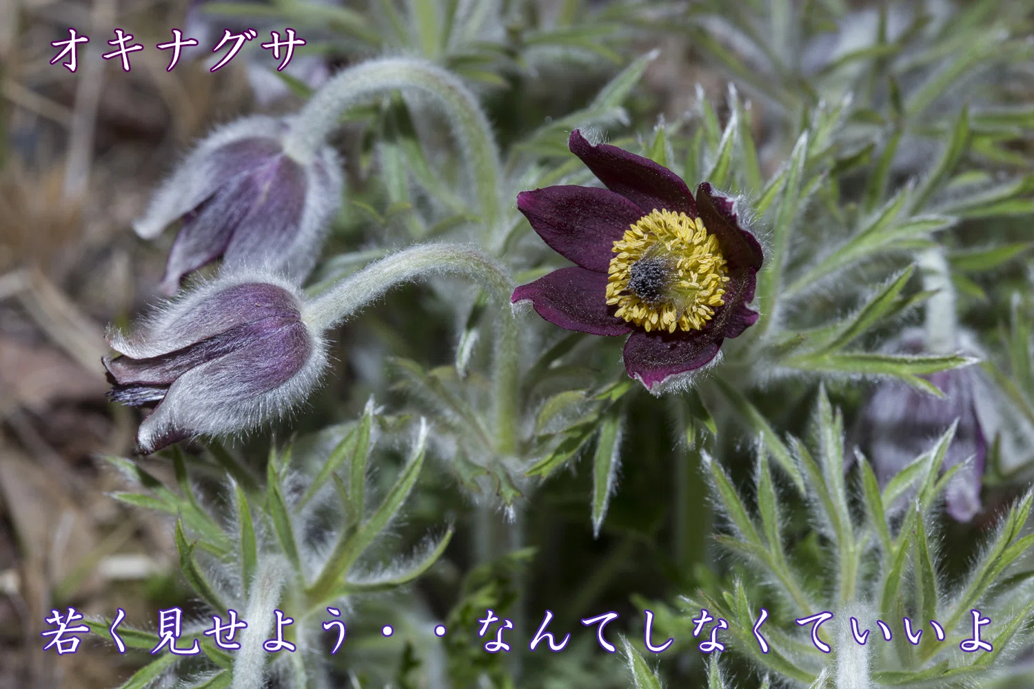 オキナグサ 花 言葉