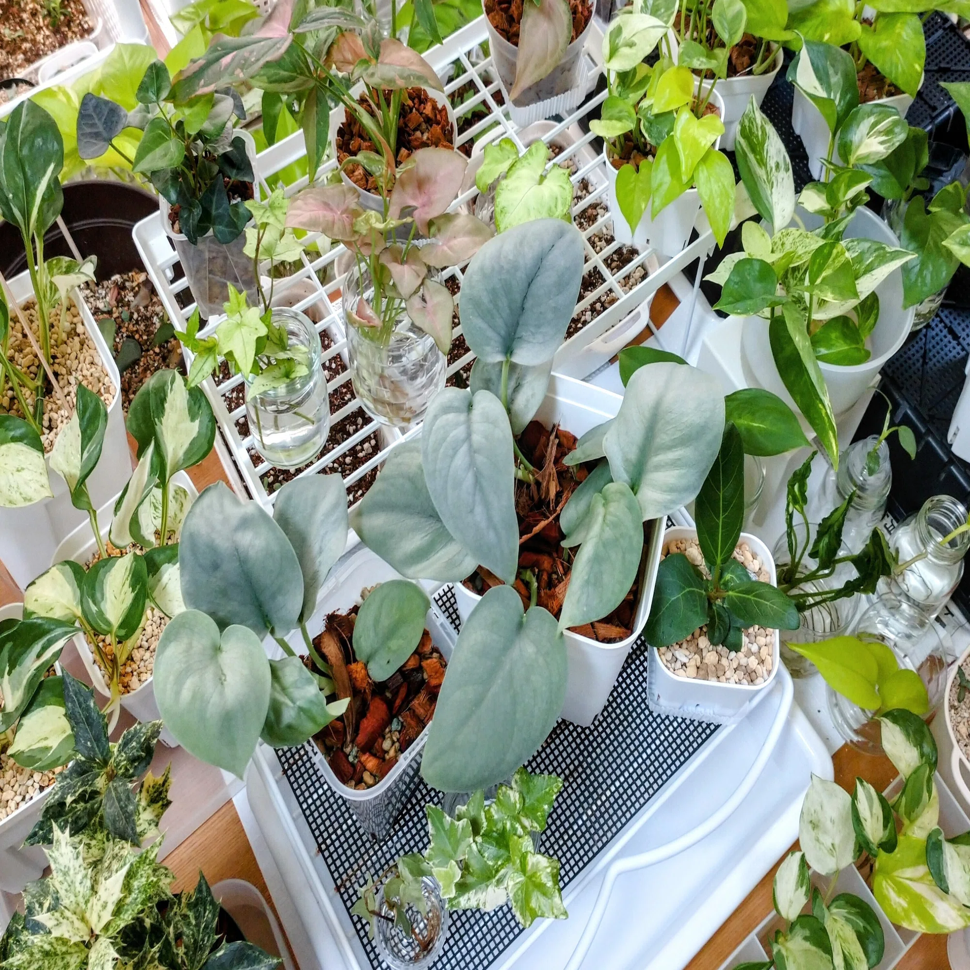 お部屋の植物いろいろ｜南の島