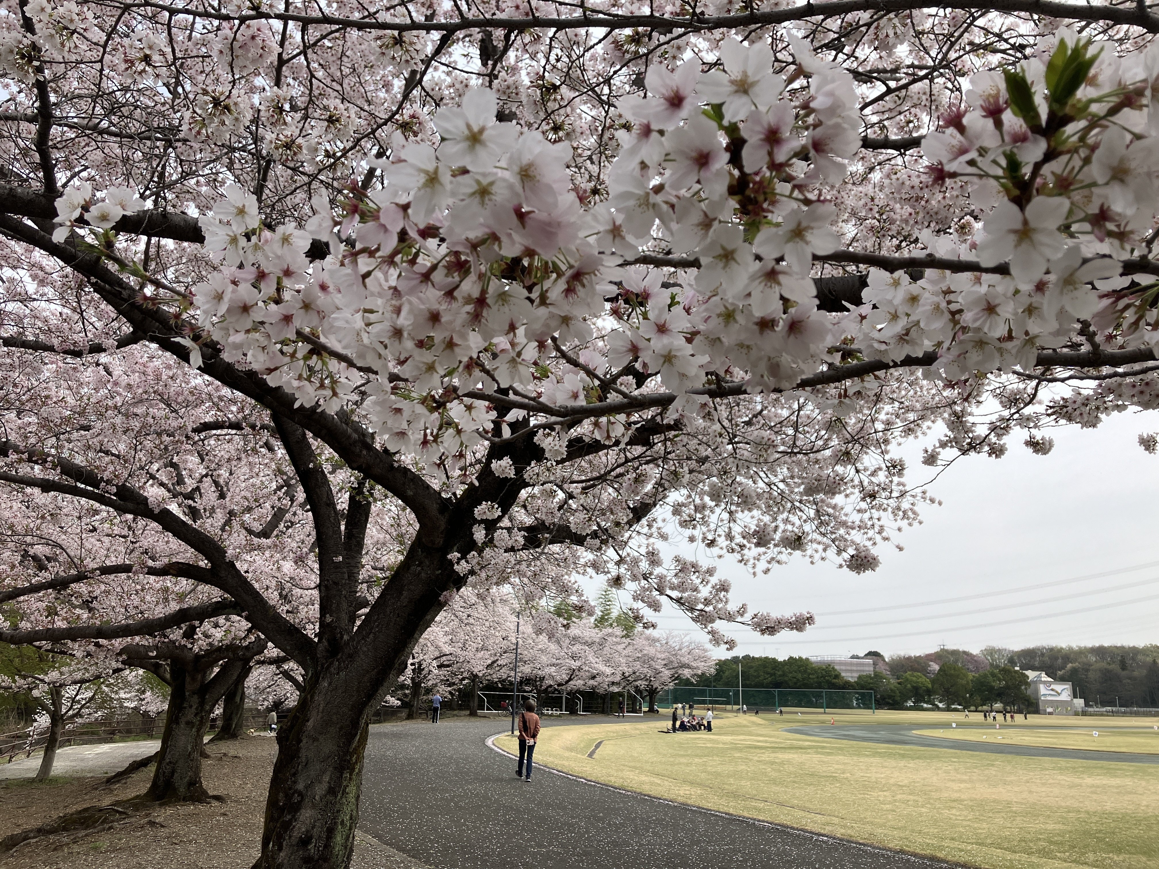 ところざわサクラタウン～高麗神社～都幾川～吉見さくら公園～さきたま