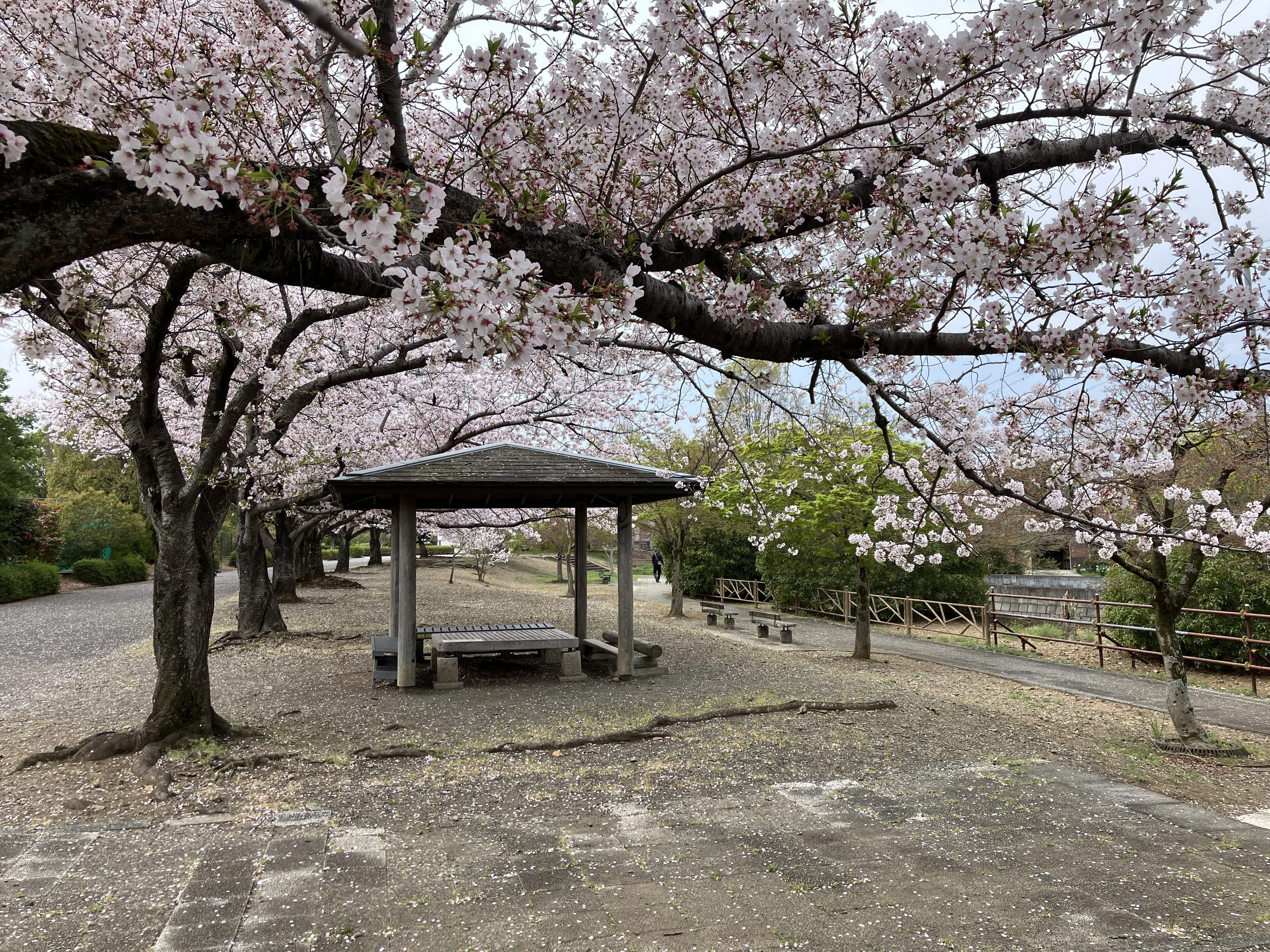 ところざわサクラタウン～高麗神社～都幾川～吉見さくら公園～さきたま