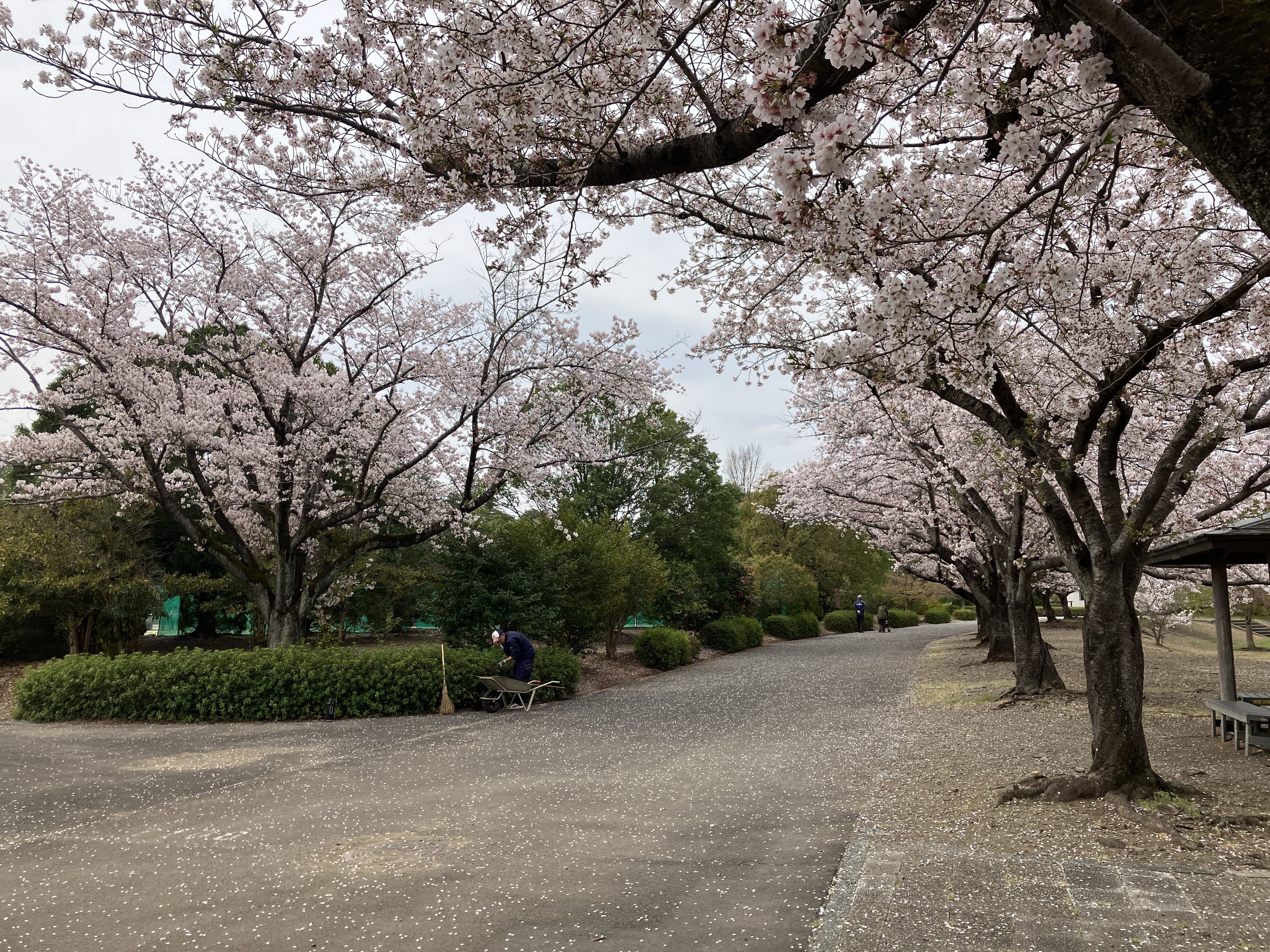 日本の意匠　桜 ところざわサクラタウン～高麗神社～都幾川～吉見さくら公園～さきたま