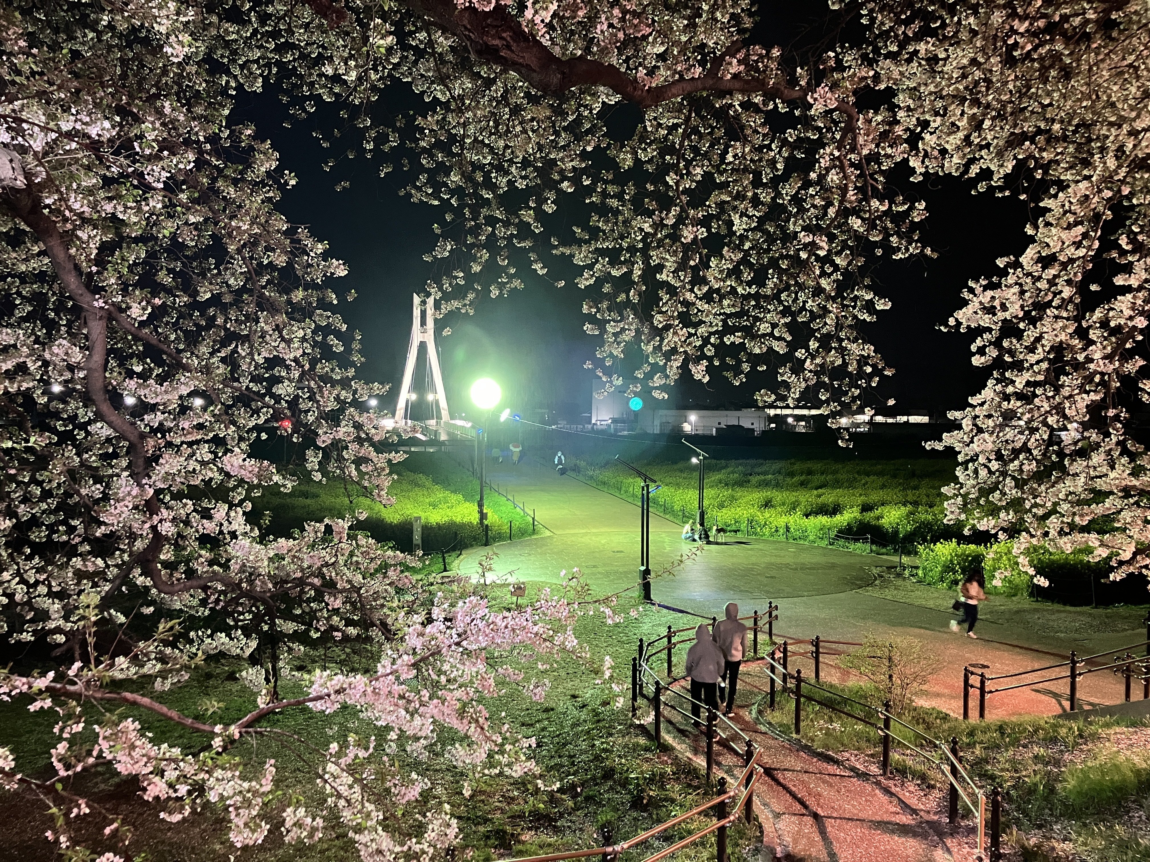 ところざわサクラタウン～高麗神社～都幾川～吉見さくら公園～さきたま