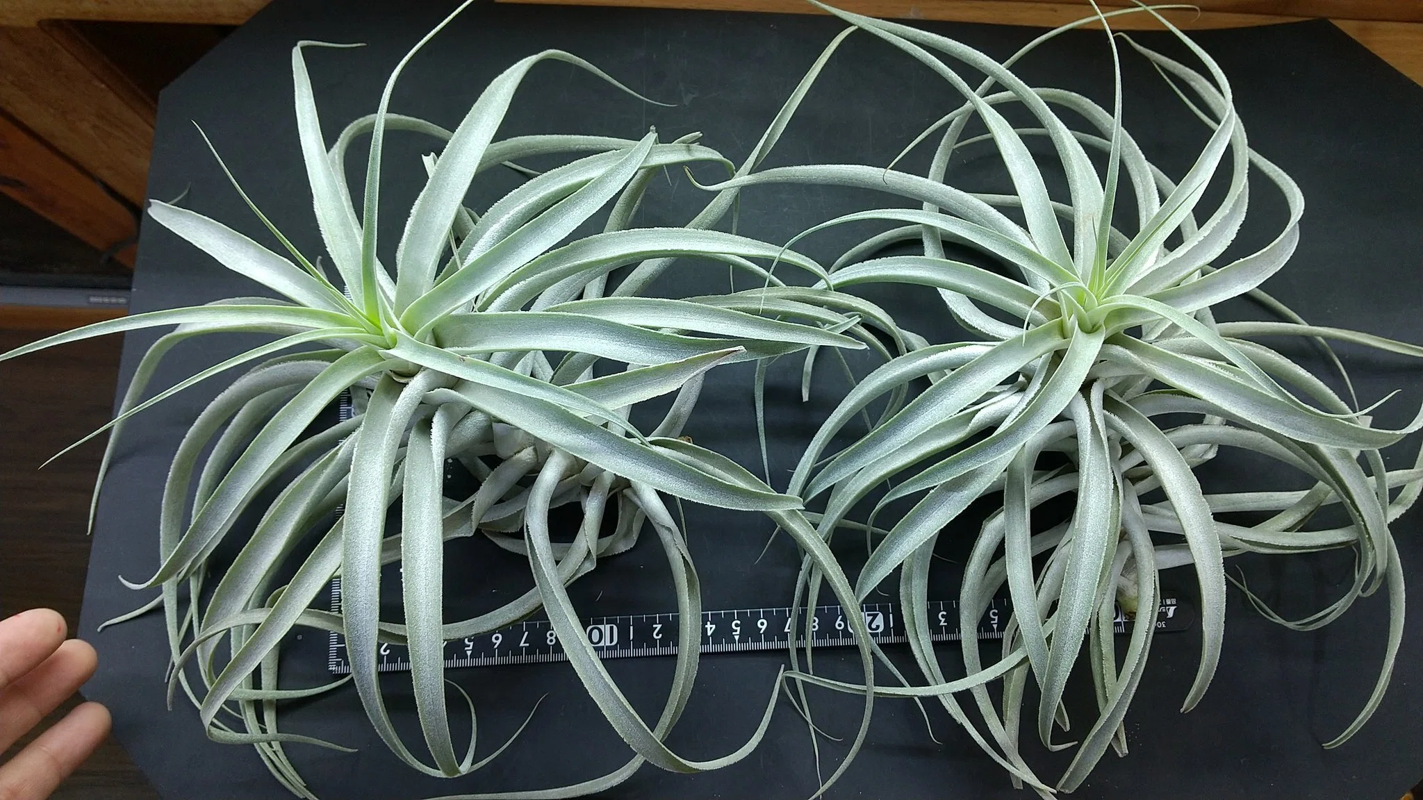 チランジア入荷リスト12/5｜NatureGarden🌿神田