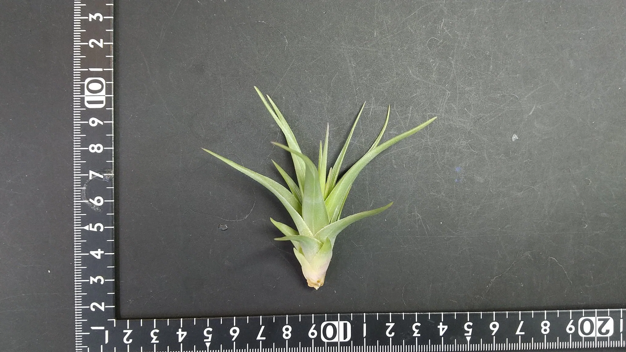 チランジア入荷リスト12/5｜NatureGarden🌿神田