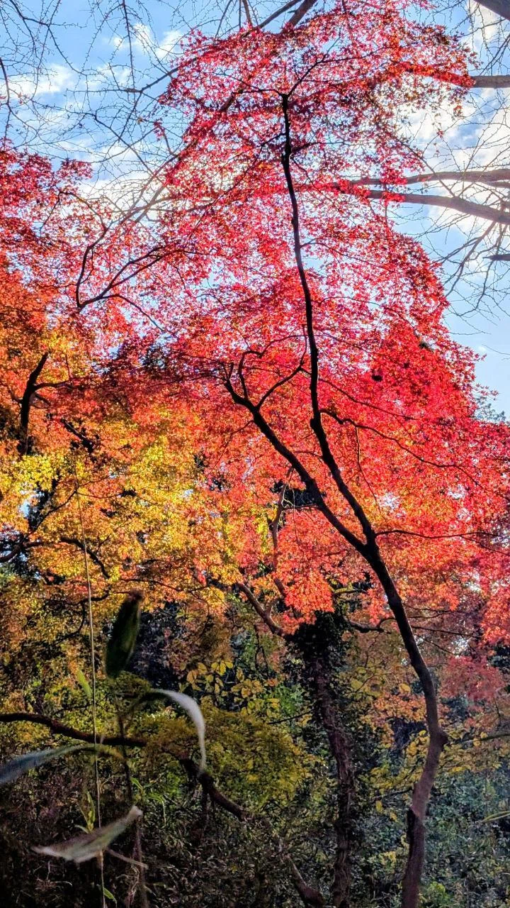 鎌倉｢獅子舞谷の紅葉 2025｣ 【四季折々の花、草木】〈名所編 その73