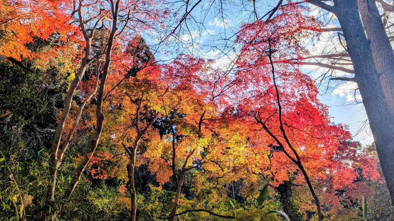 鎌倉｢獅子舞谷の紅葉 2025｣ 【四季折々の花、草木】〈名所編 その73
