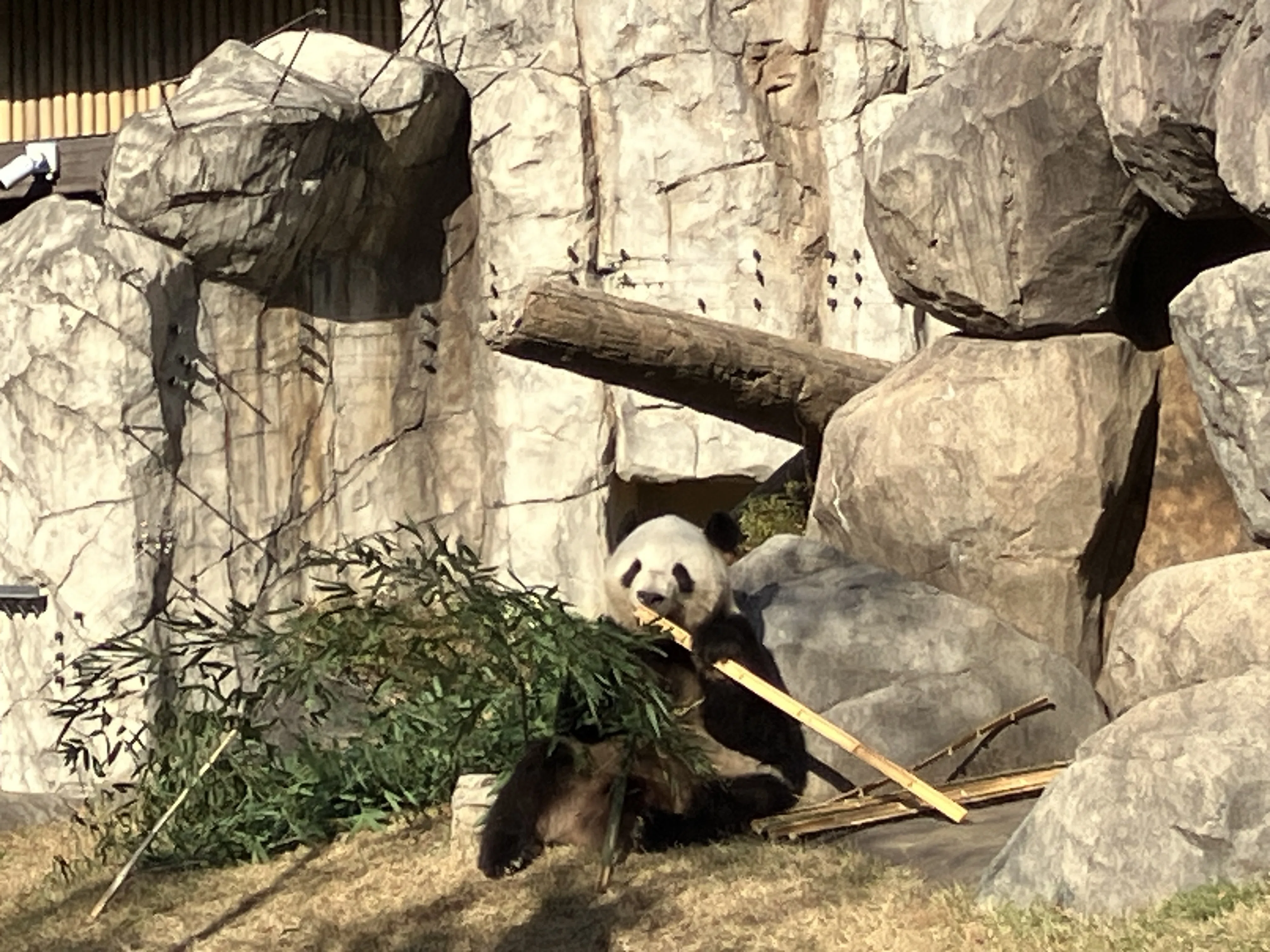 キャラクターグッズ 【希少】上野動物園 RED DETAなど ピンバッチ 11個