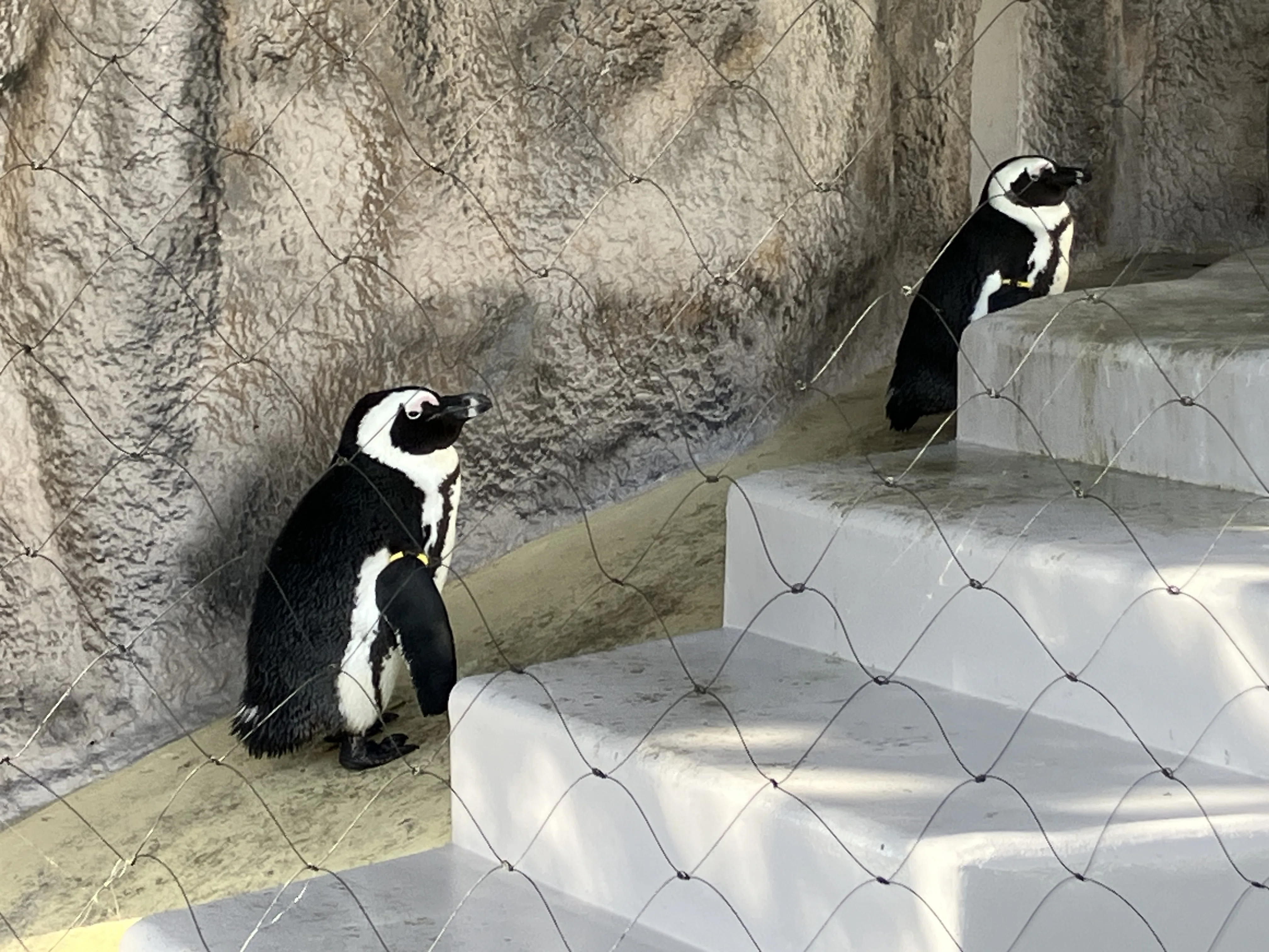 体験談】上野動物園｜三連休・子連れでパンダを見るなら「9時には並ぶ