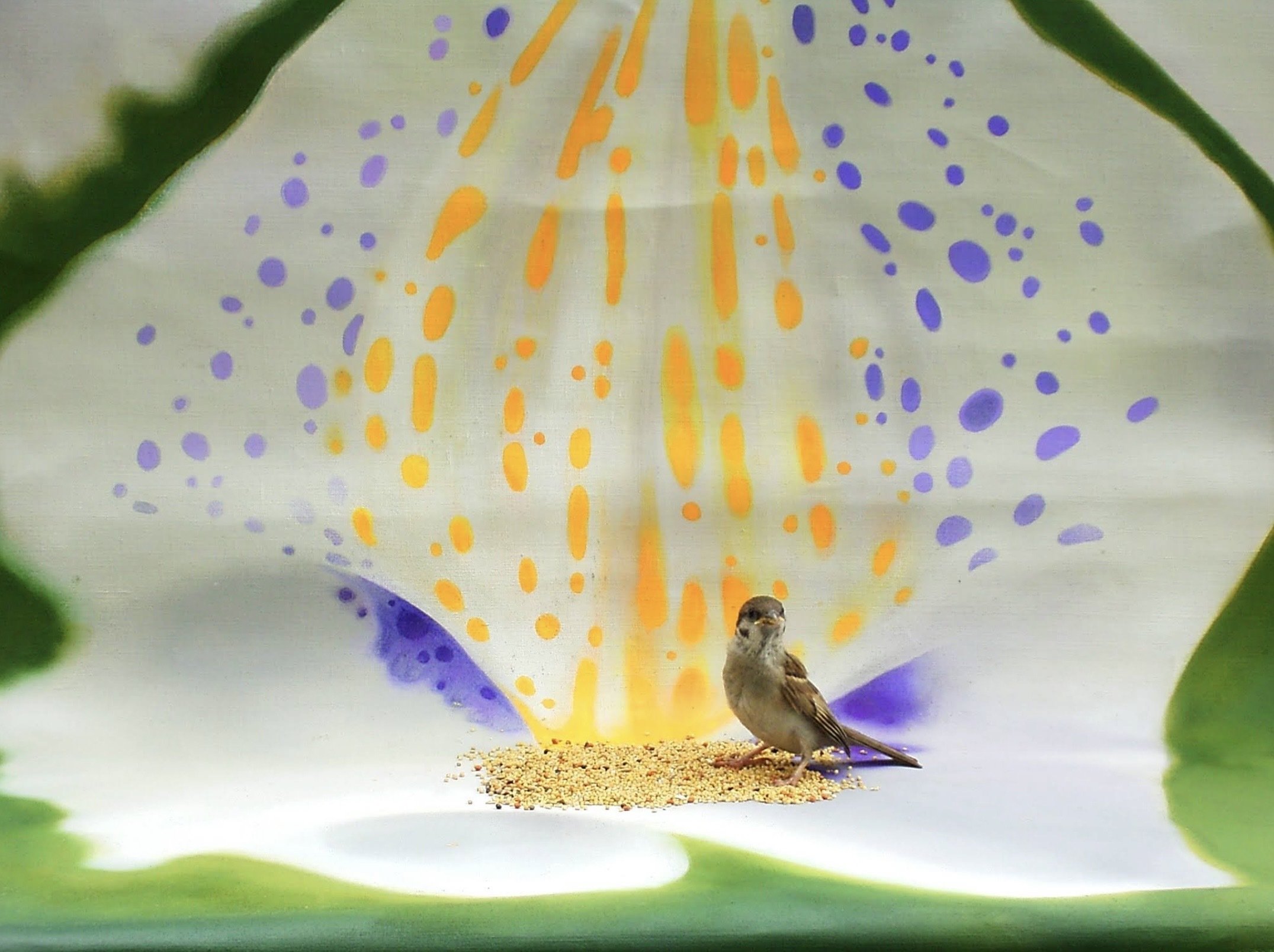 スズメページ zZ56lStqmEBSi8SRo3ch.jpg