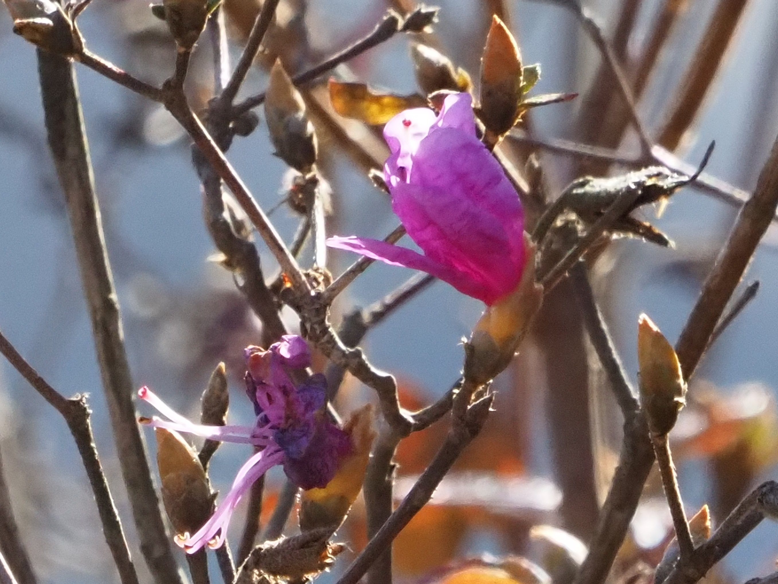 カット150．コバノミツバツツジの狂い咲き｜sasayan