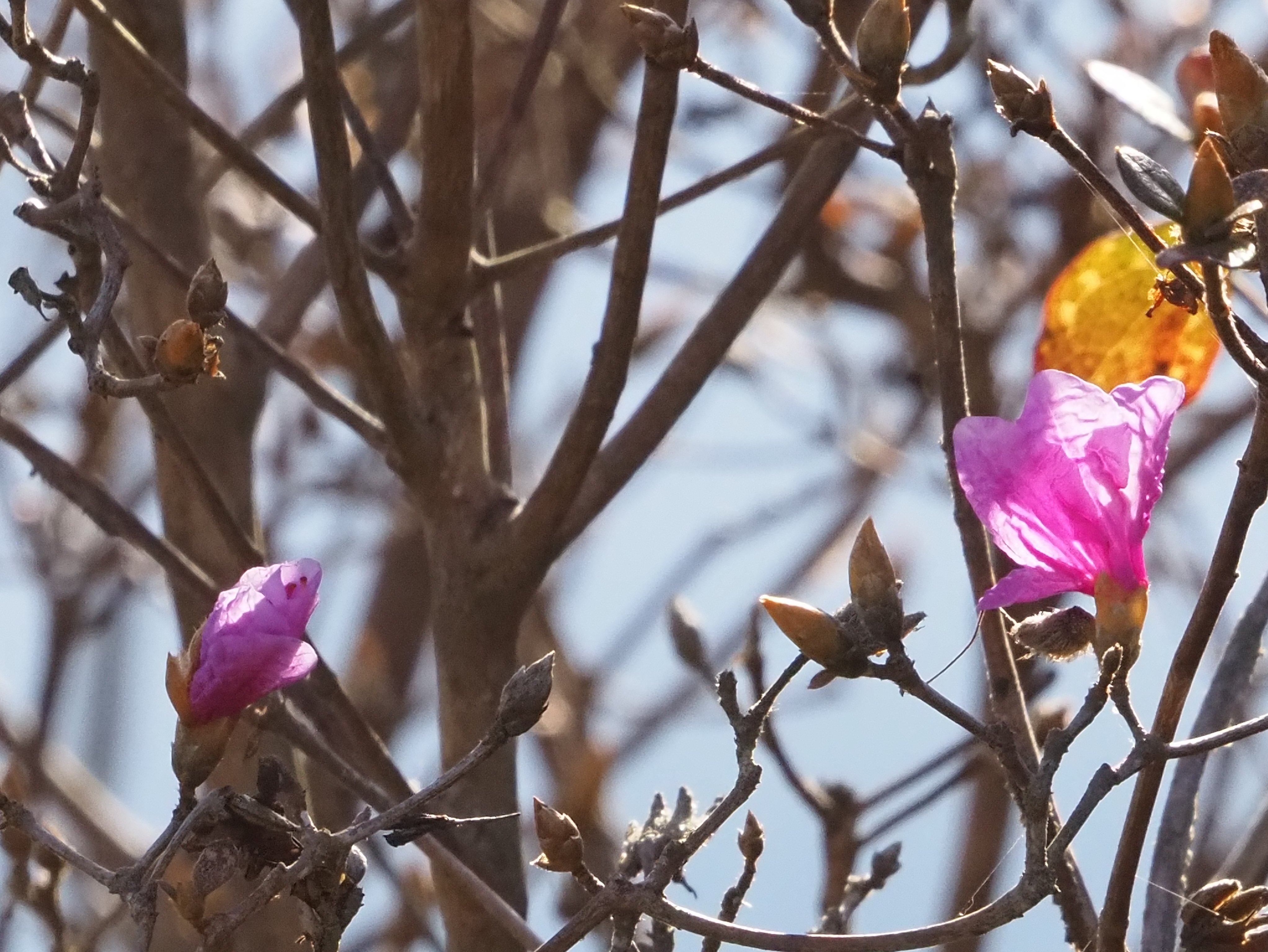 カット150．コバノミツバツツジの狂い咲き｜sasayan