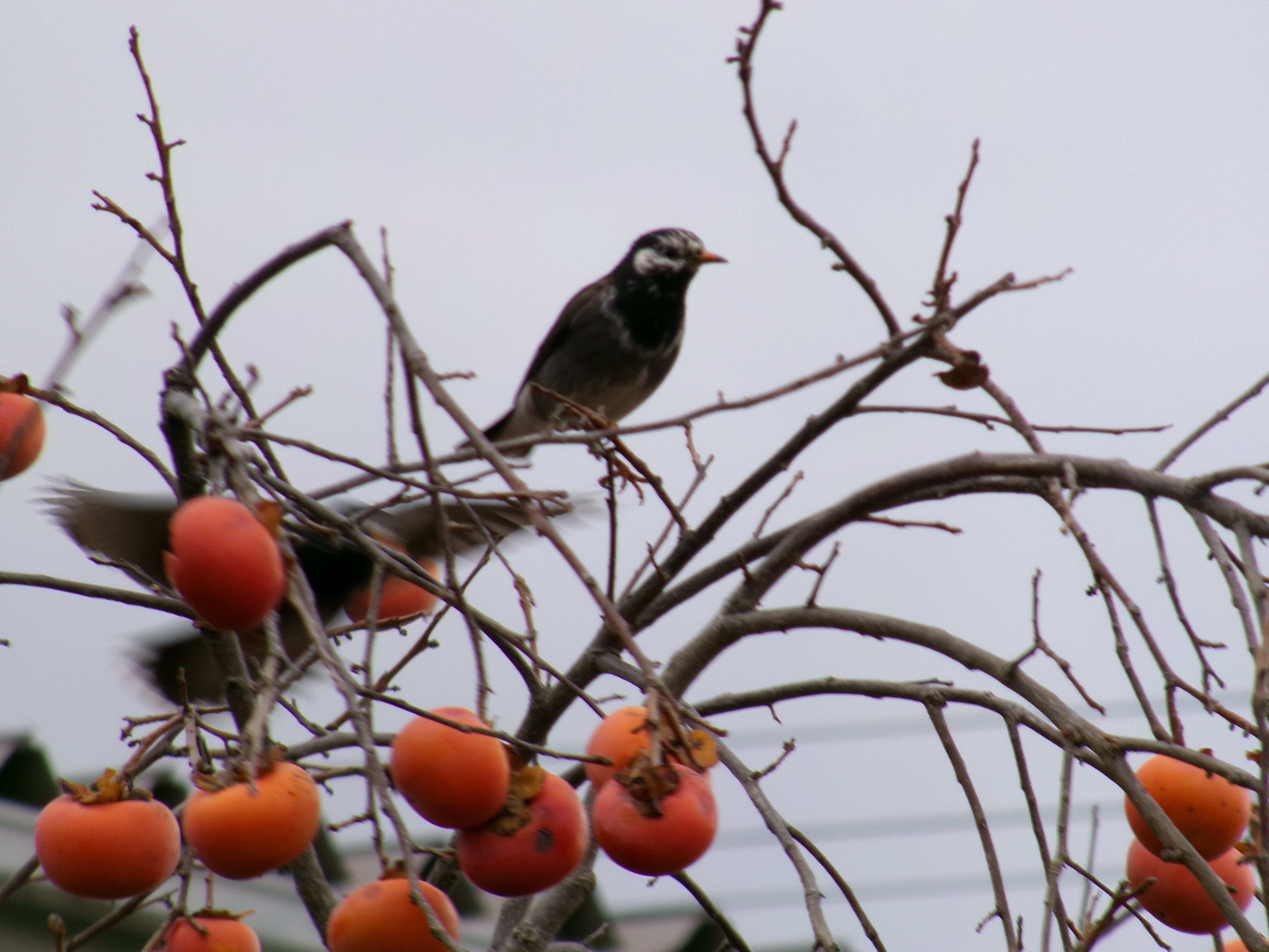 巧みに柿をつつくムクドリ 数羽が庭の柿の木に飛来 しばし観察して