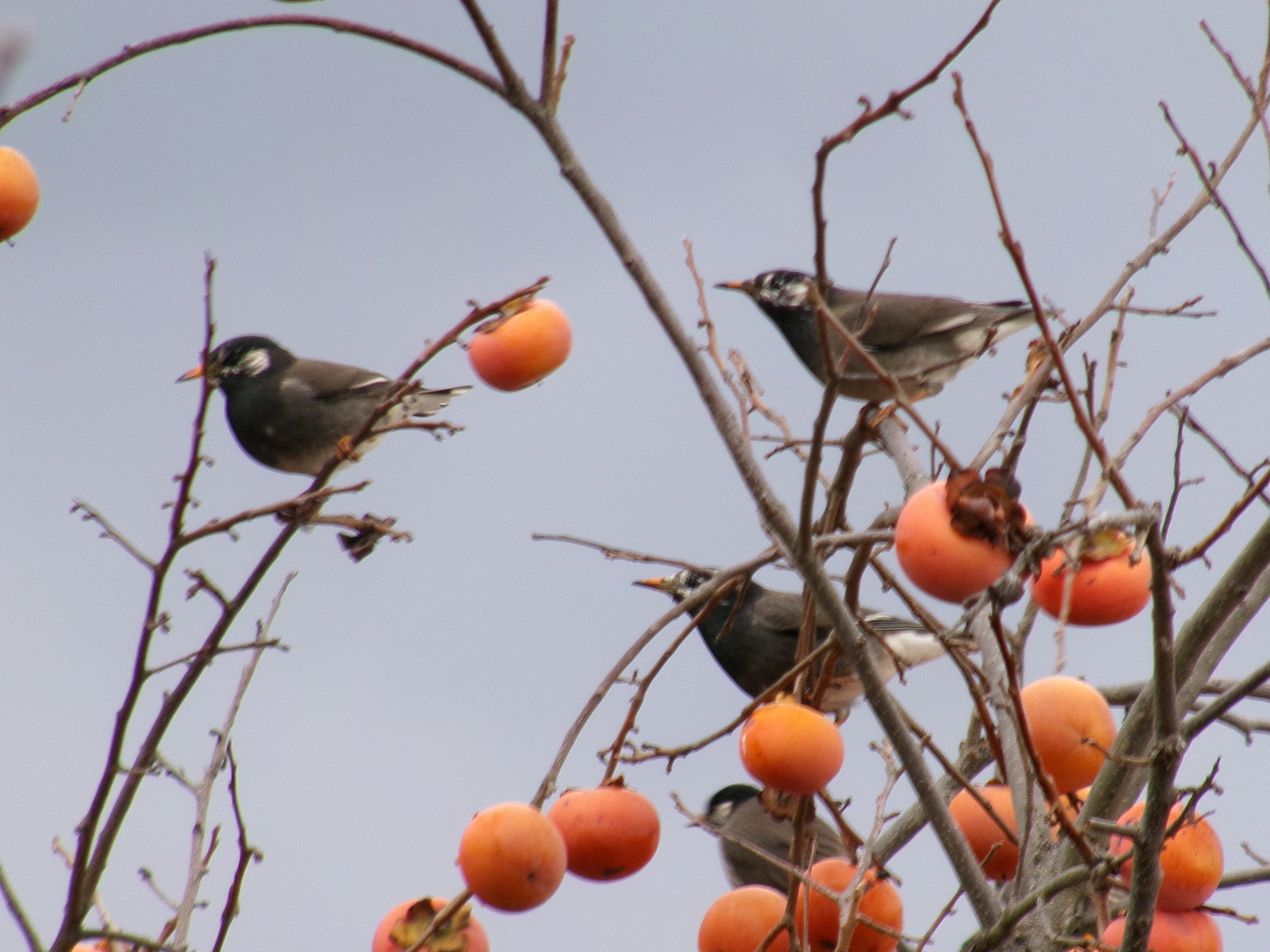 巧みに柿をつつくムクドリ 数羽が庭の柿の木に飛来 しばし観察して