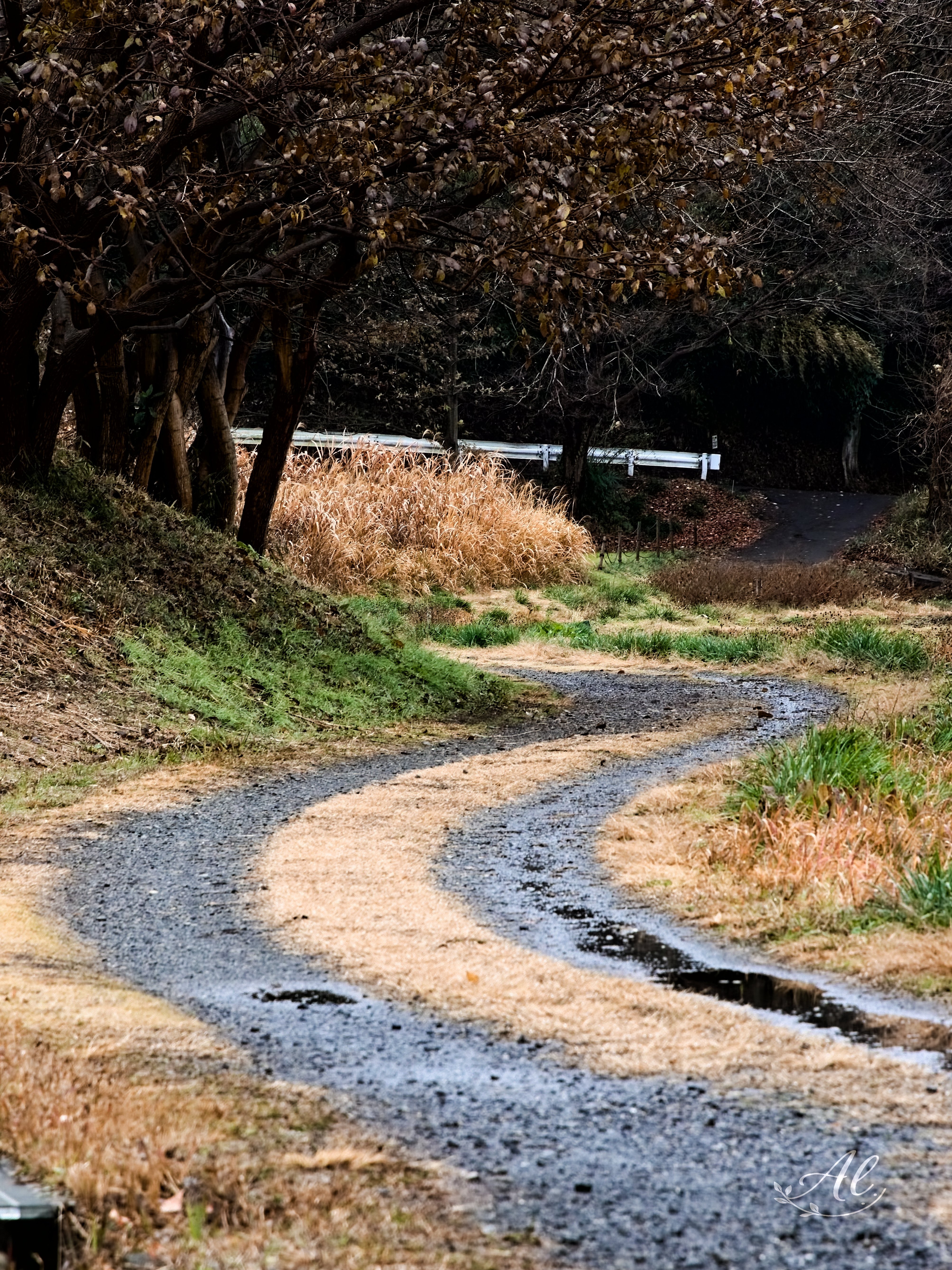 雨上がり 雨上がり｜アル