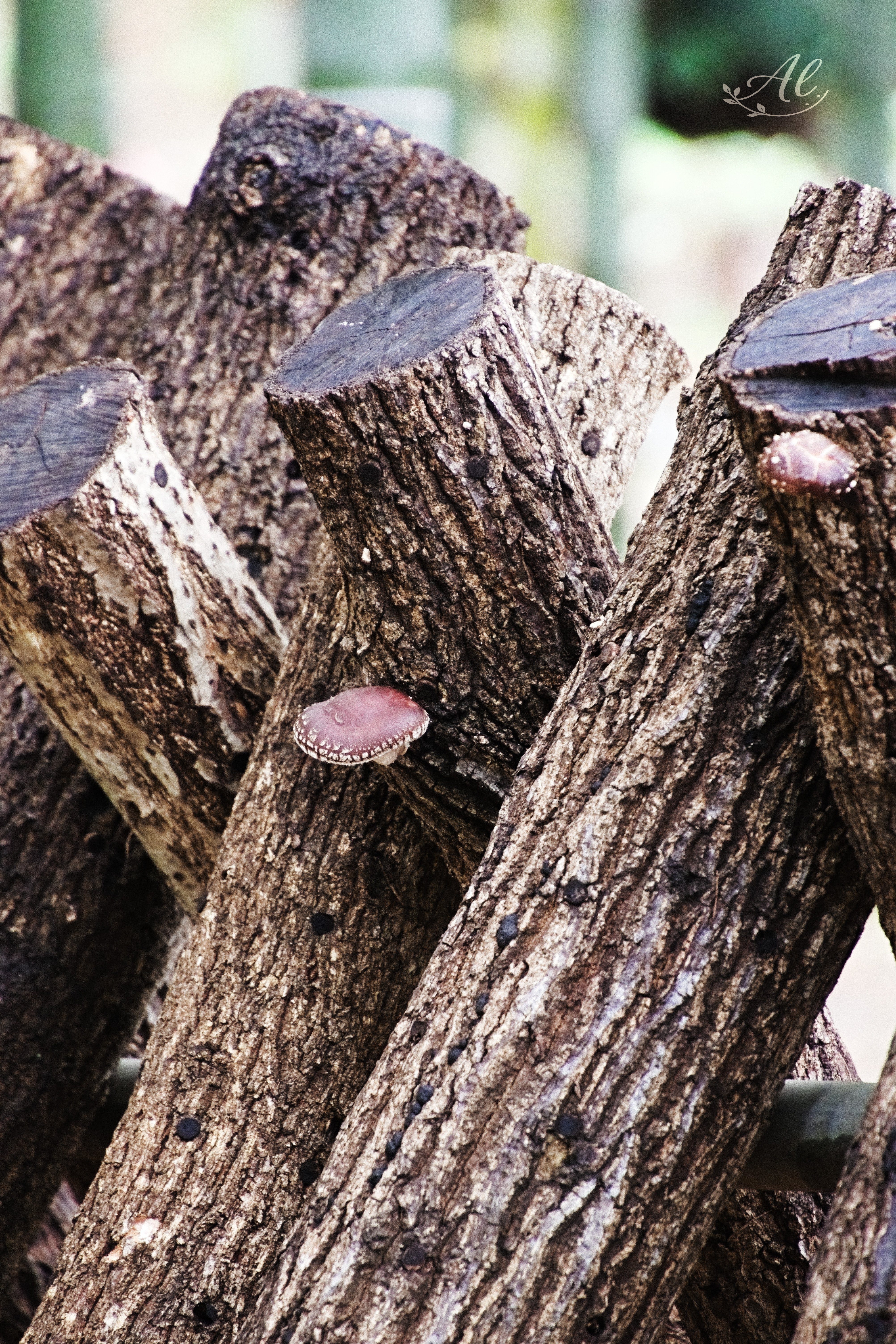 雨上がりの道 雨上がりの道 - YouTube