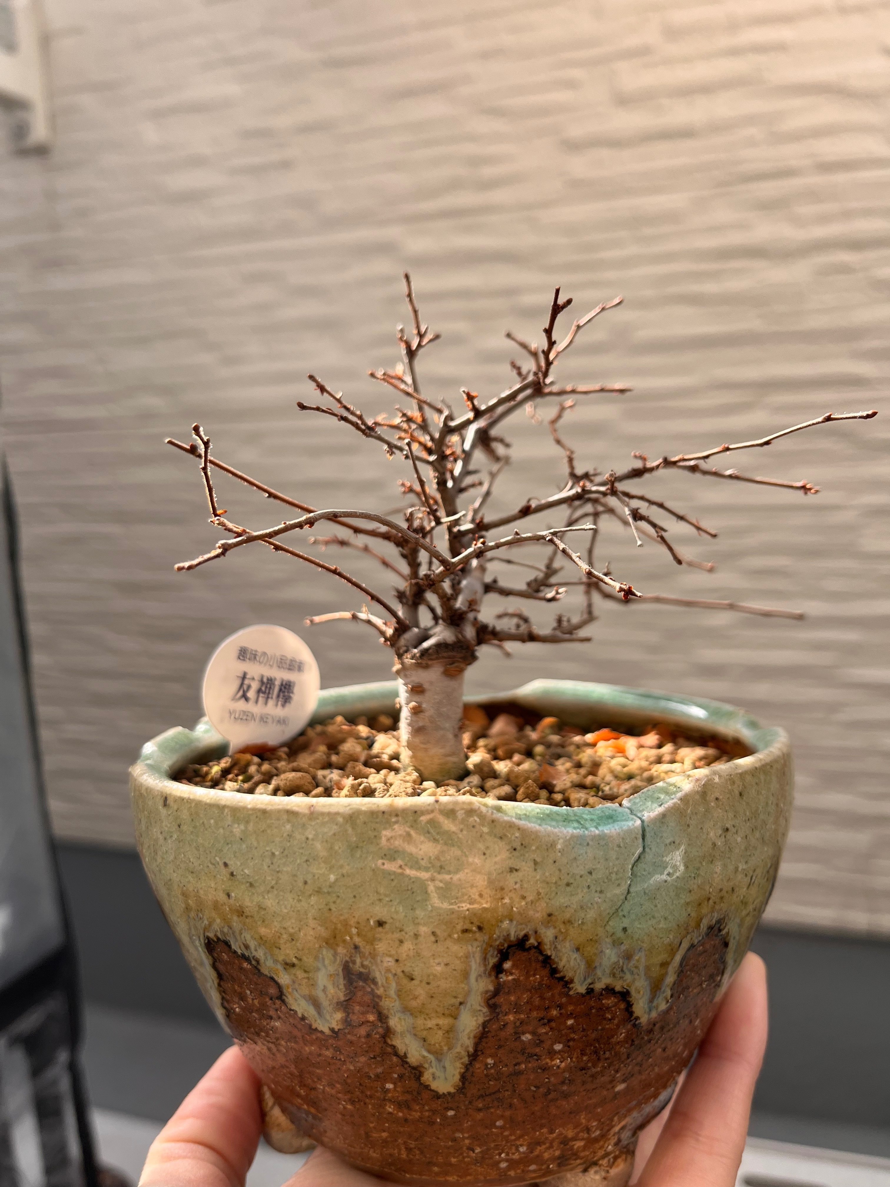 けやき盆栽よ、おやすみなさい｜シオ＠西向き部屋で植物と共存したい