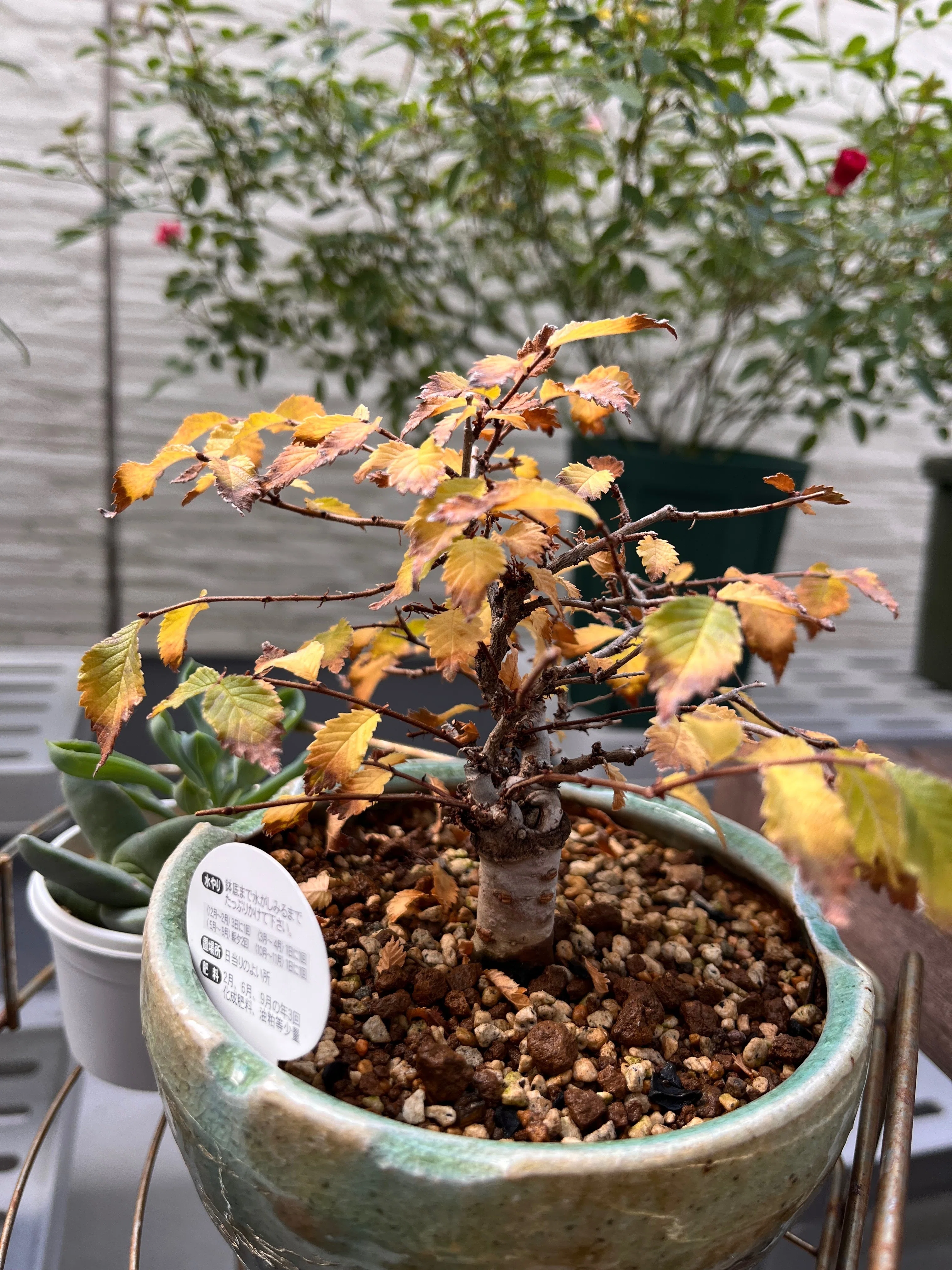 Goodnight, Zelkova Bonsai｜シオ＠西向き部屋で植物と共存したい