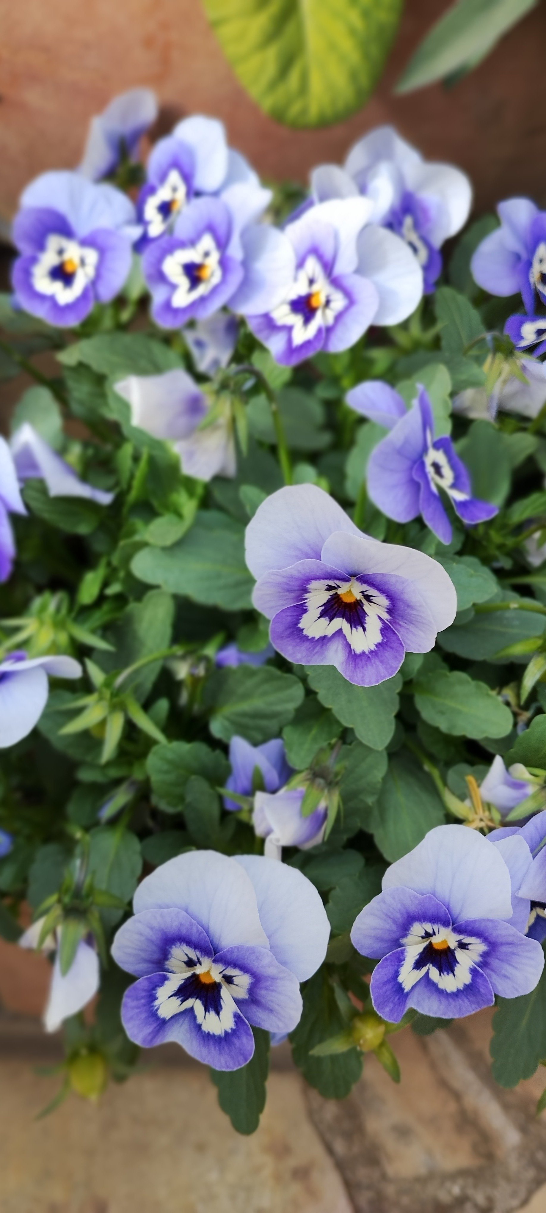 パンジー（紫の装い）｜高瀬浩之