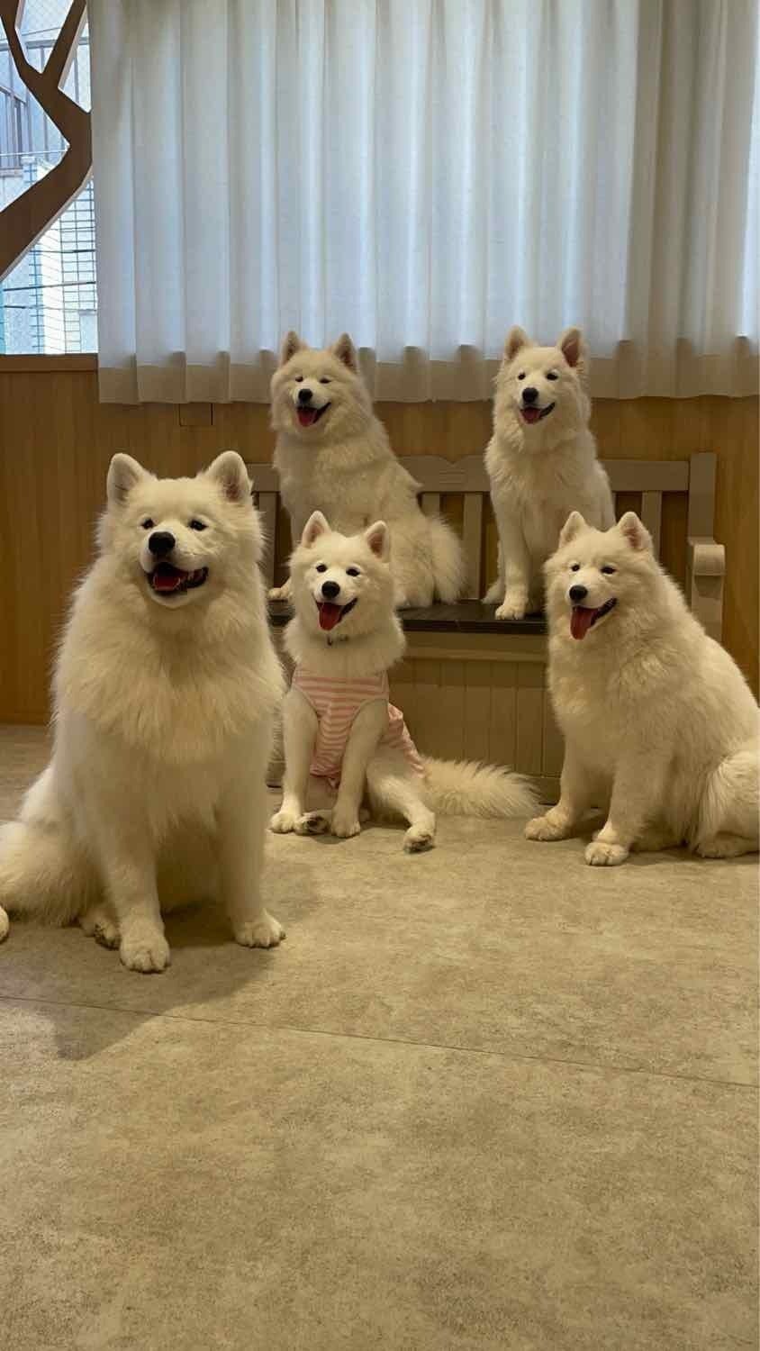 もふもふ(2025/12/15)｜響き税理士法人｜スタッフ日記