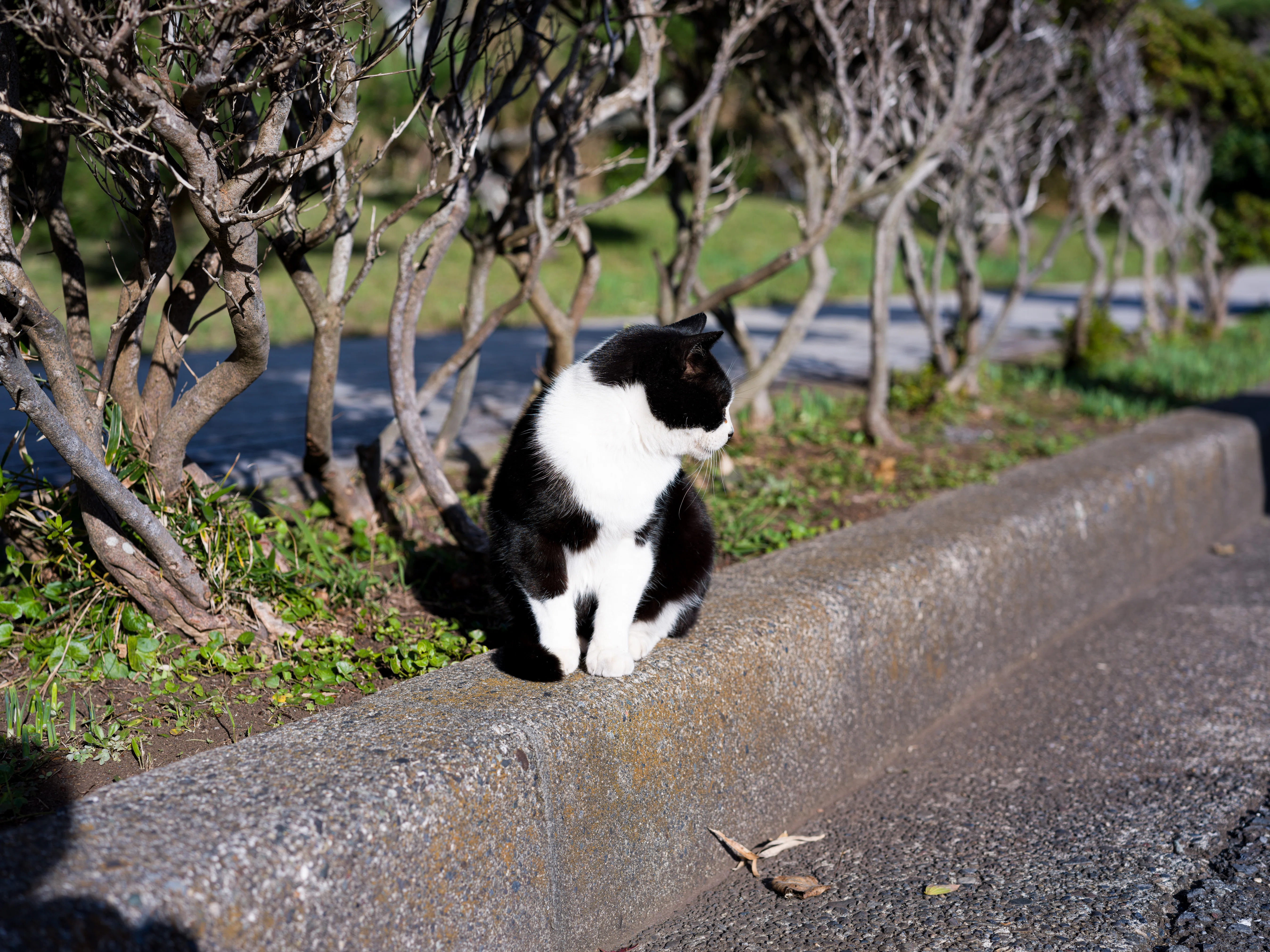 猫と2つの灯台（城ケ島散歩）｜glustar