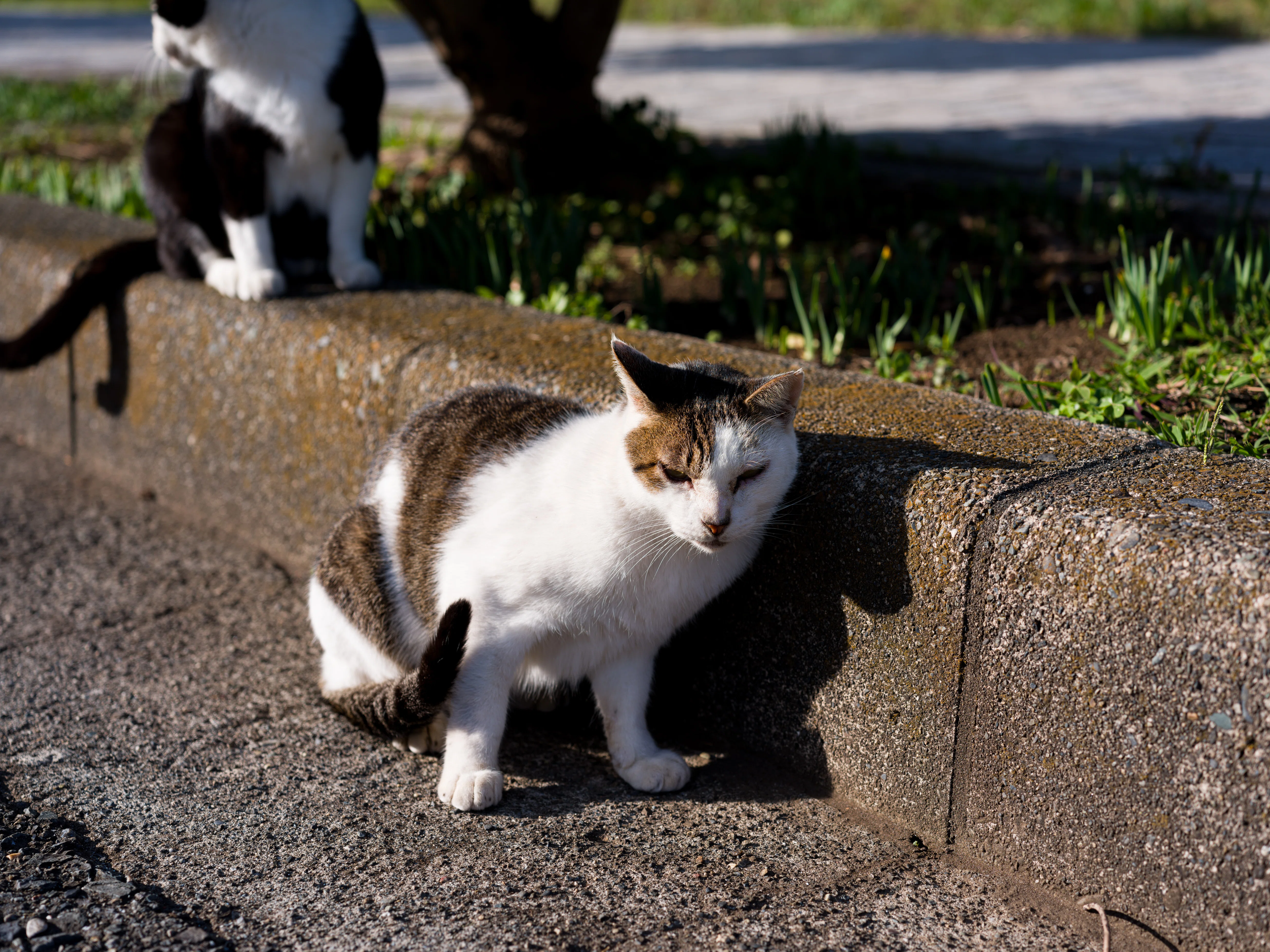 猫と2つの灯台（城ケ島散歩）｜glustar