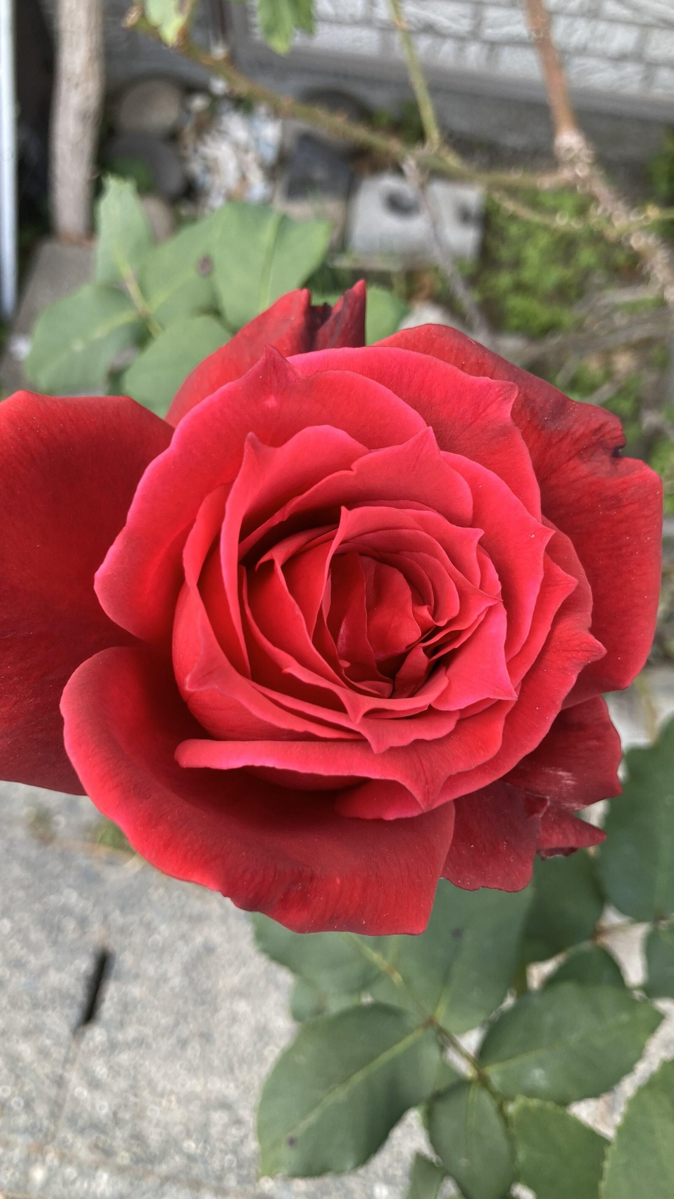 散歩道 散歩道で見かけた深紅の薔薇🌹｜H.Nicky