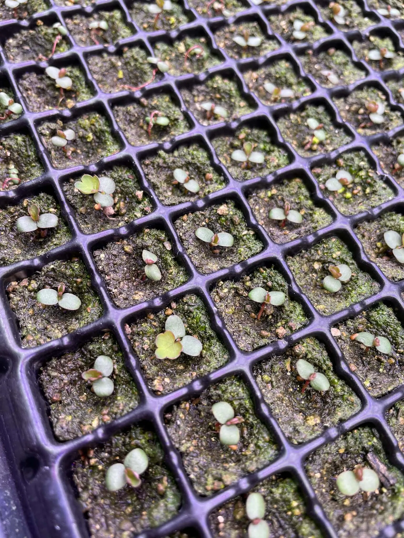 Icelandでのいちご育苗🍓🌱｜アイスランドでいちご農家やってる人🍓(暁