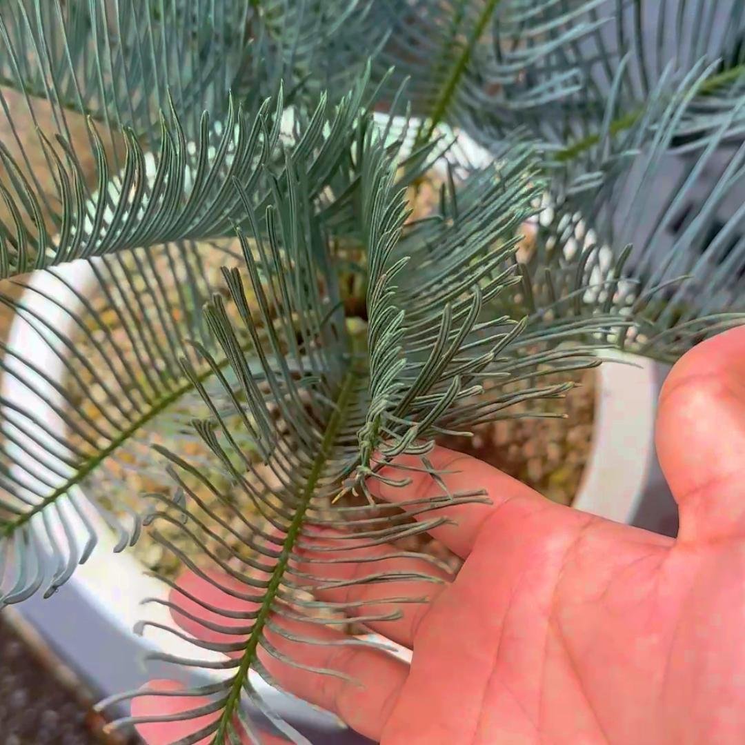 ソテツの仲間「サイカス・カイルンシアナ」｜NANOHA観葉植物インテリア