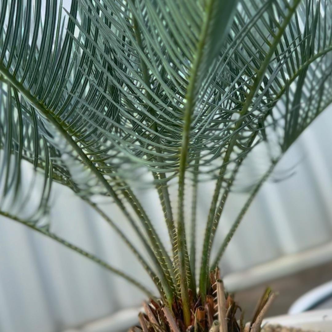 ソテツの仲間「サイカス・カイルンシアナ」｜NANOHA観葉植物インテリア