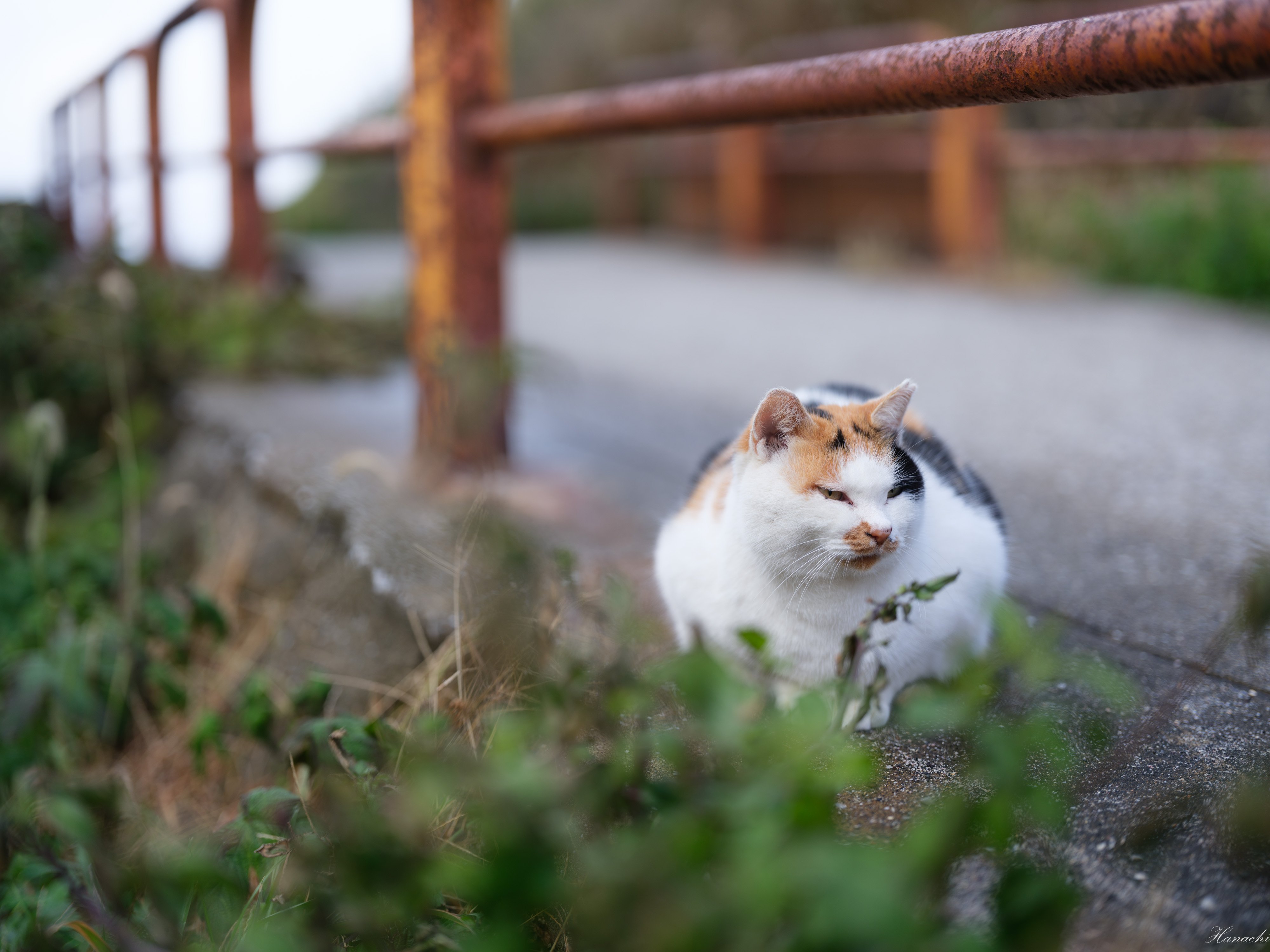 三浦半島 城ヶ島のネコちゃんたち｜はなち みつき