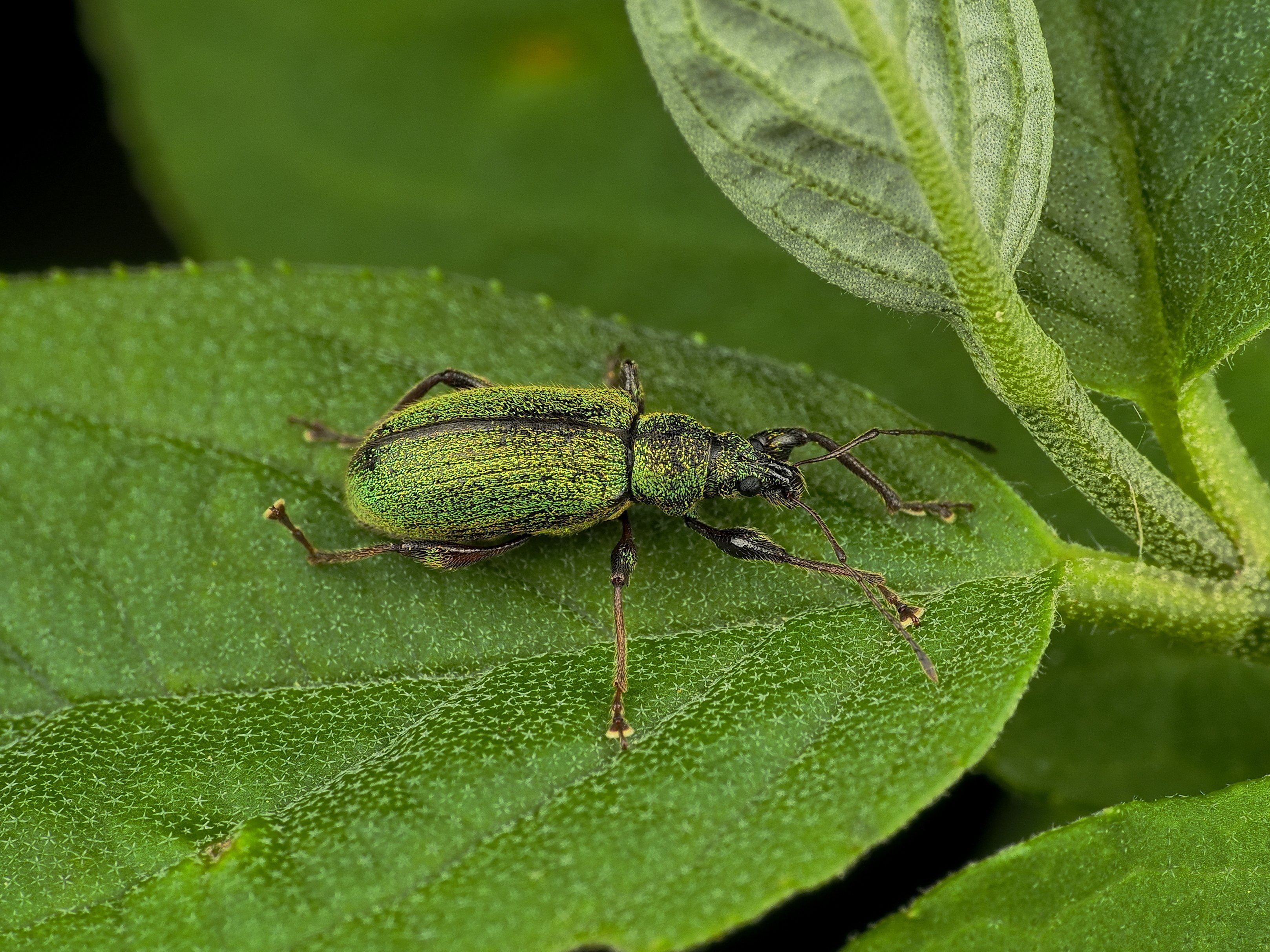 ヒゲボソゾウムシ属は同定がややこしい｜Hirokazu Nakao