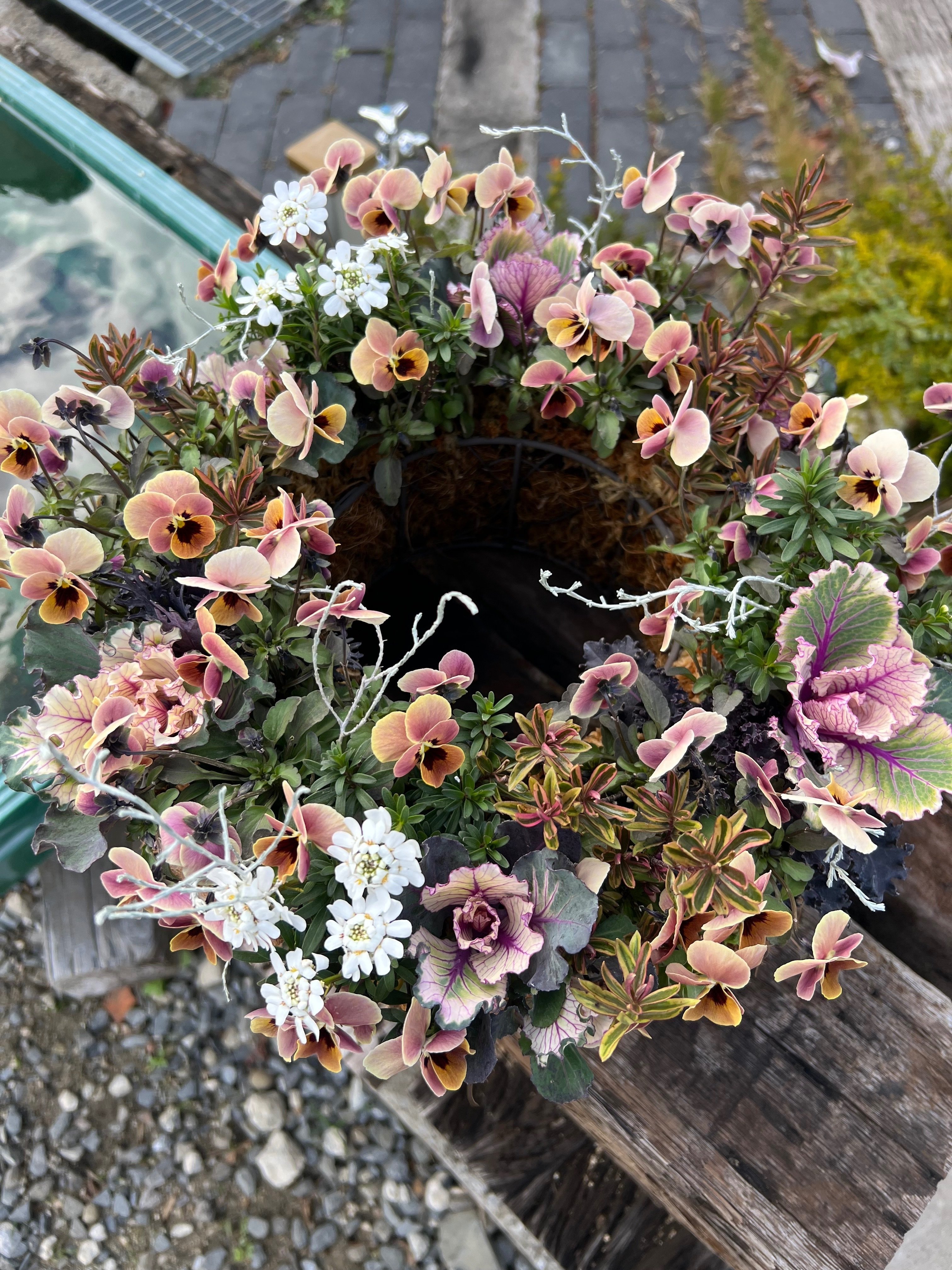 寄せ植え2025.12.16｜小野ハナ