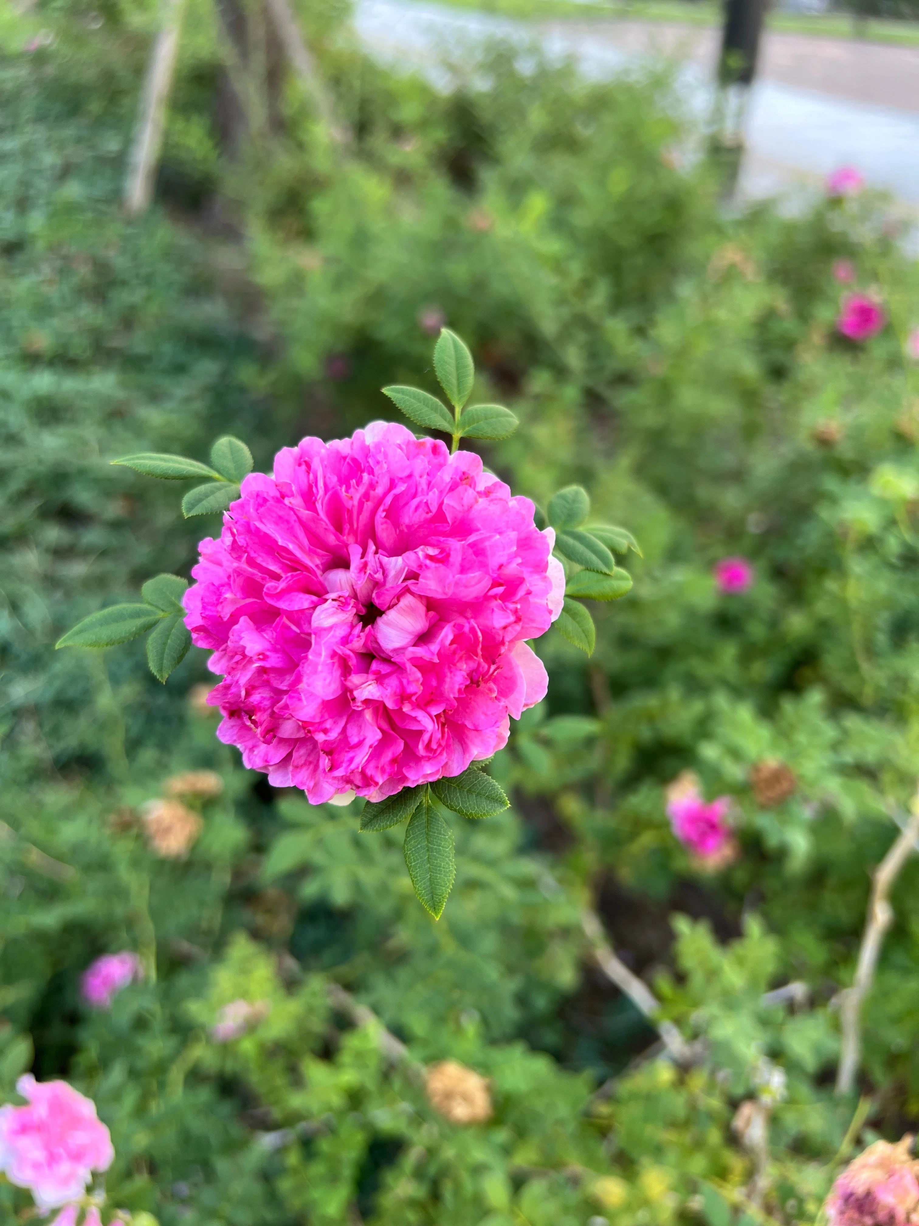 🇨🇳Rosa roxburghii (Chestnut Rose)🌹Nakanoshima Rose Garden｜ぱぽ