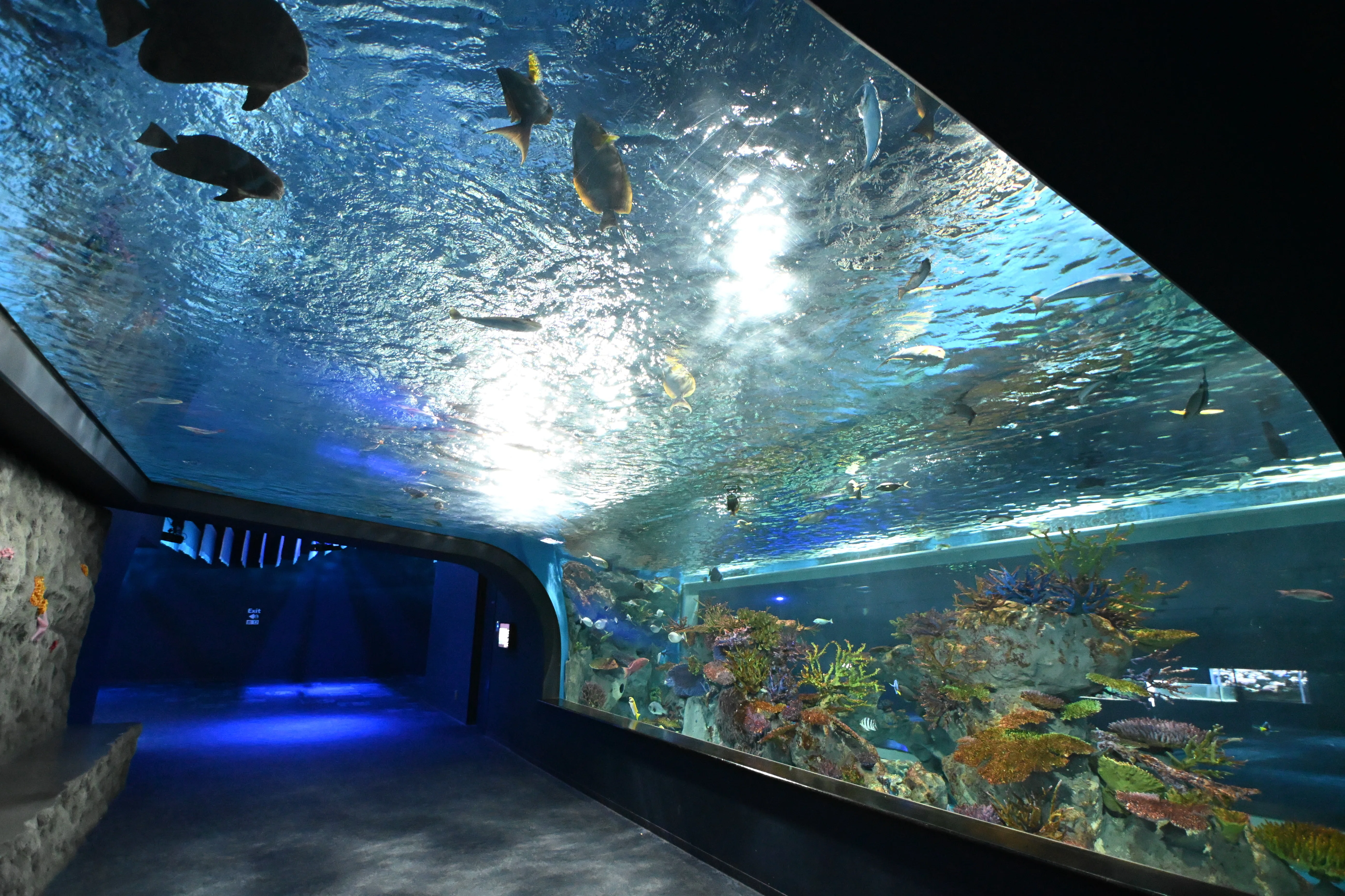 20251213_DMMかりゆし水族館【Nikon Z50IIと水族館】｜山ネズミ